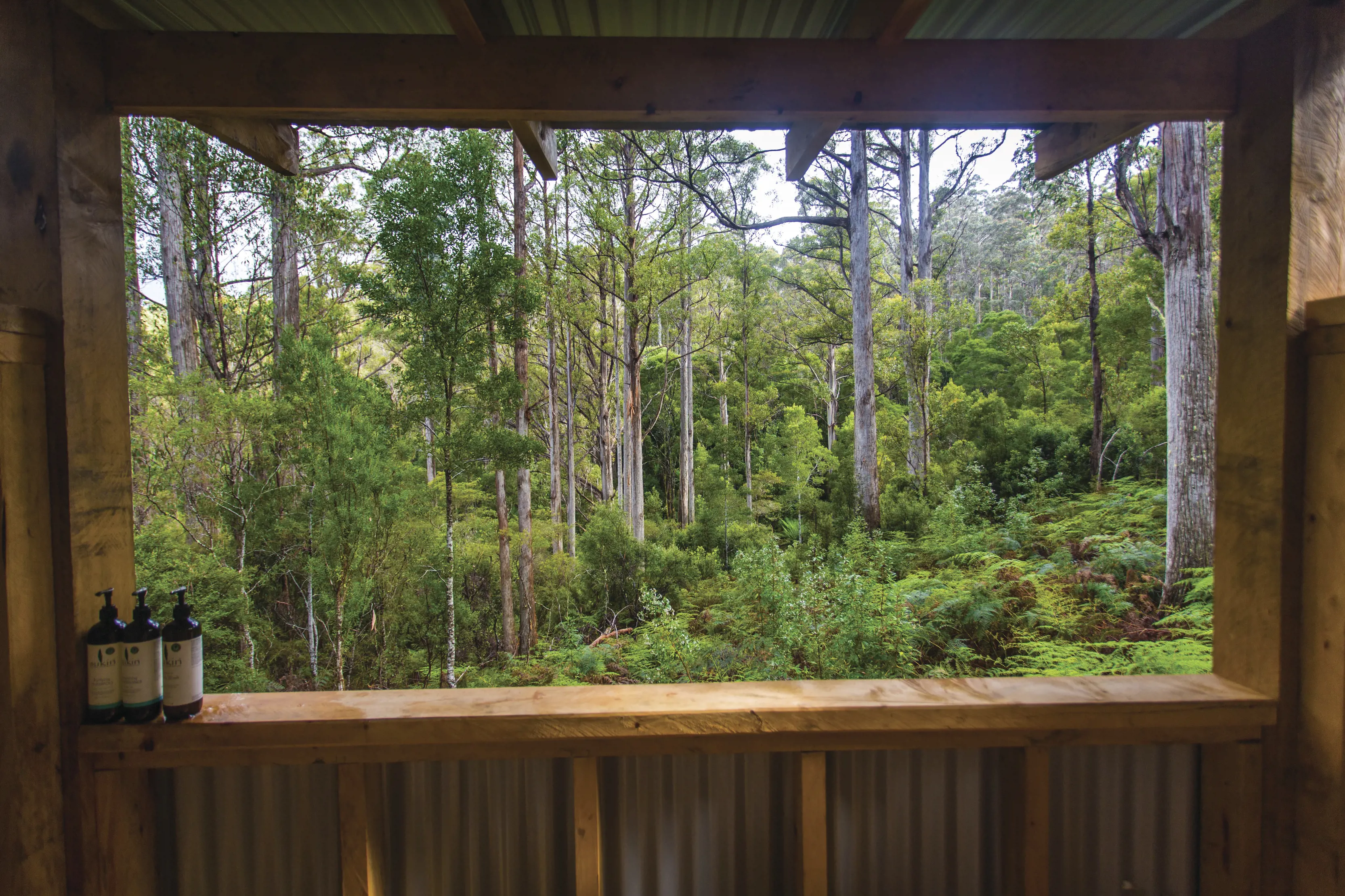 View from inside Bruny Island Long Weekend accomodation, looking out at the Eucalyptus viminalis, (white gums).