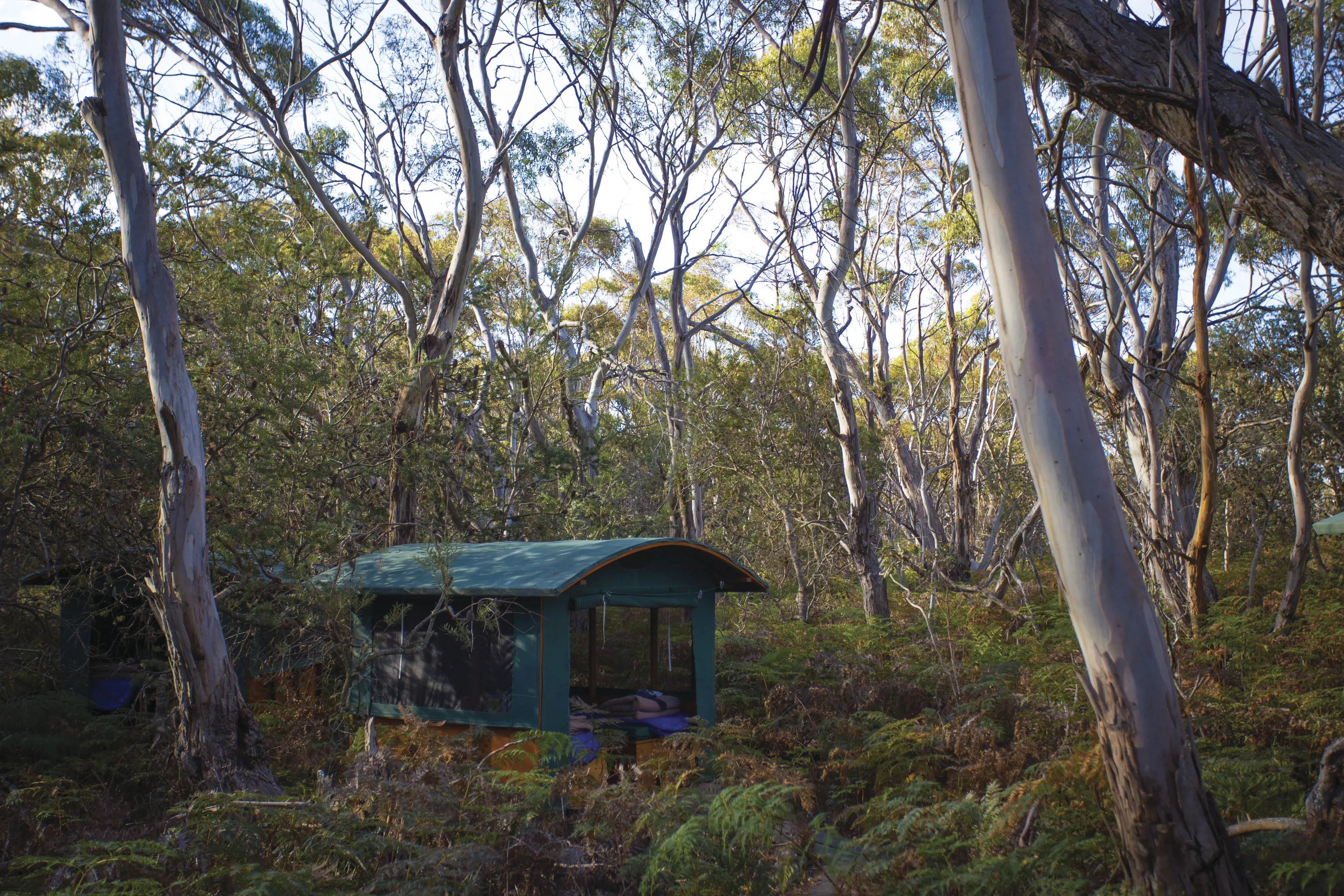 Little green hut, standing amongst the forest on the Maria Island Walk.