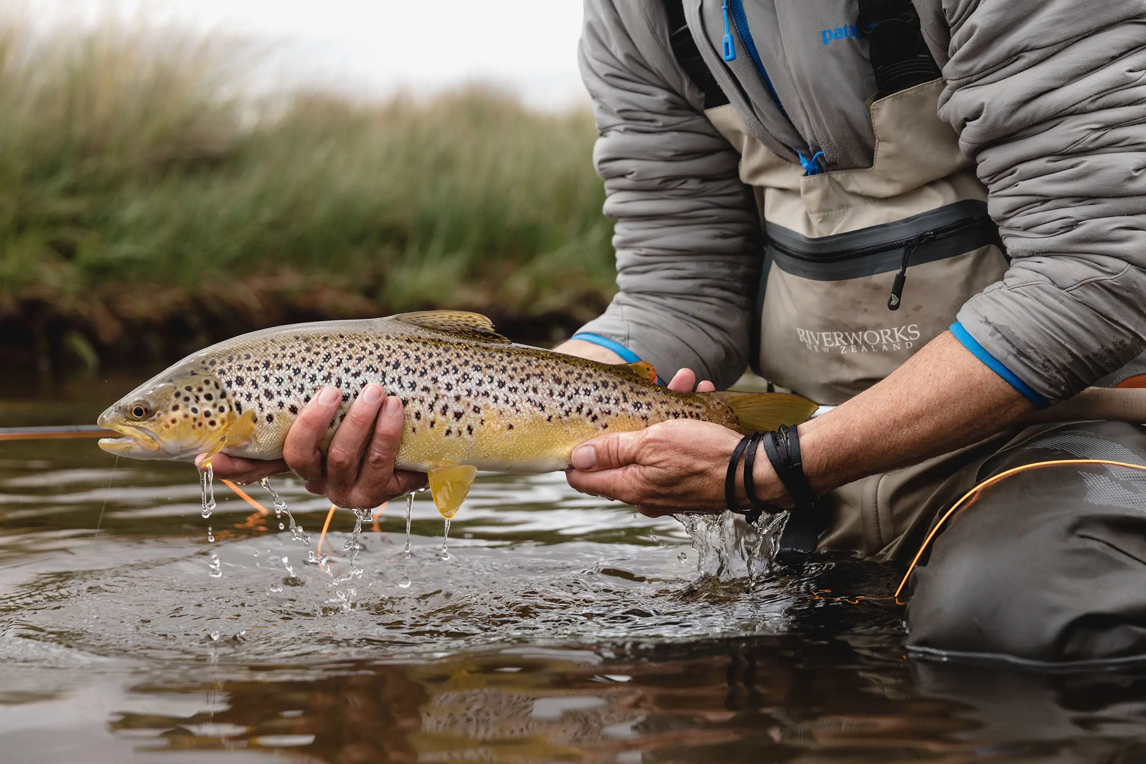 A person in outdoor wading gear with their sleeves rolled up crouch in the river water, holding up an olive green fish with dark spots.