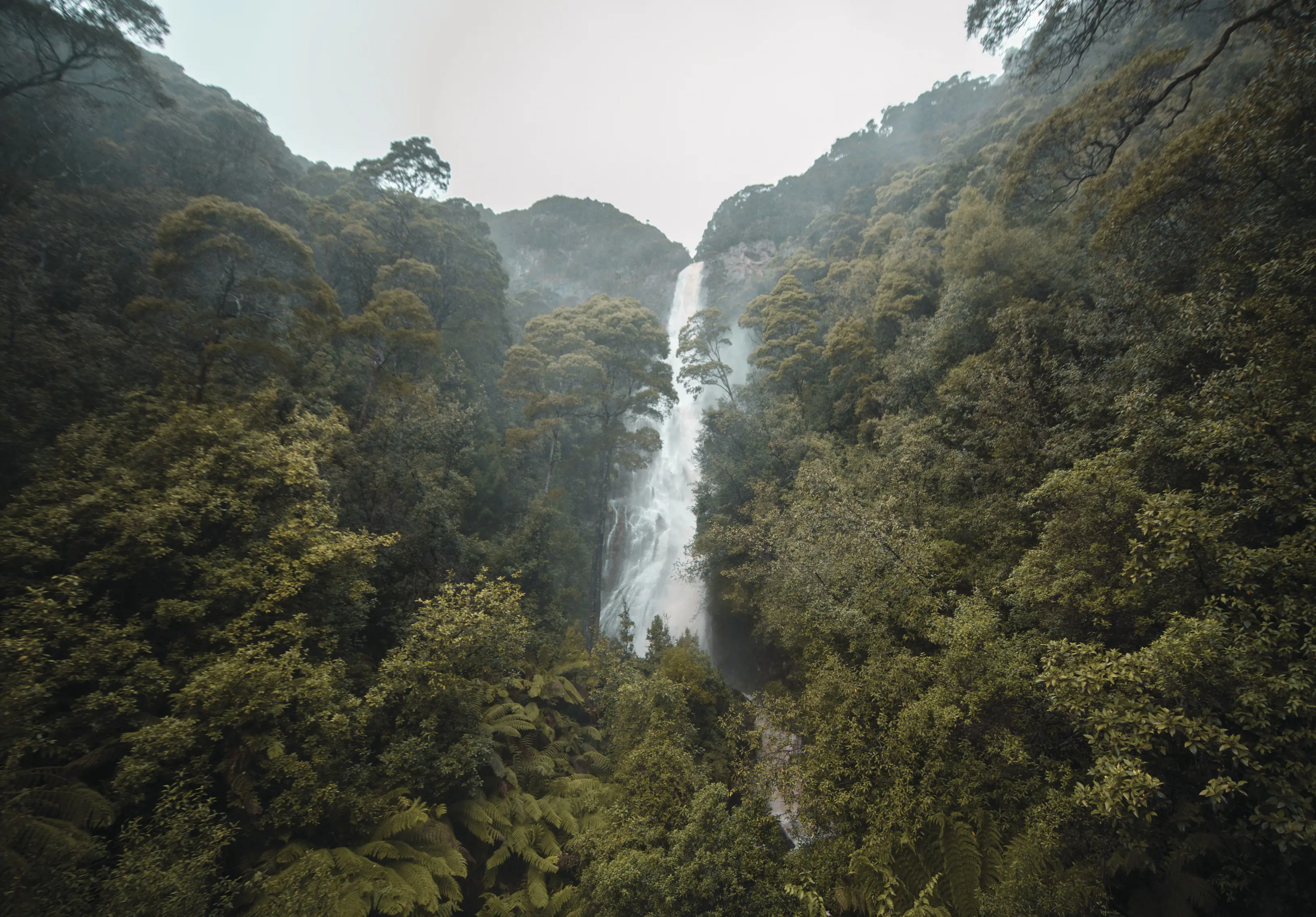 Tasmania's highest waterfall at Montezuma Falls, the waterfall is surrounded by lush, tall trees.