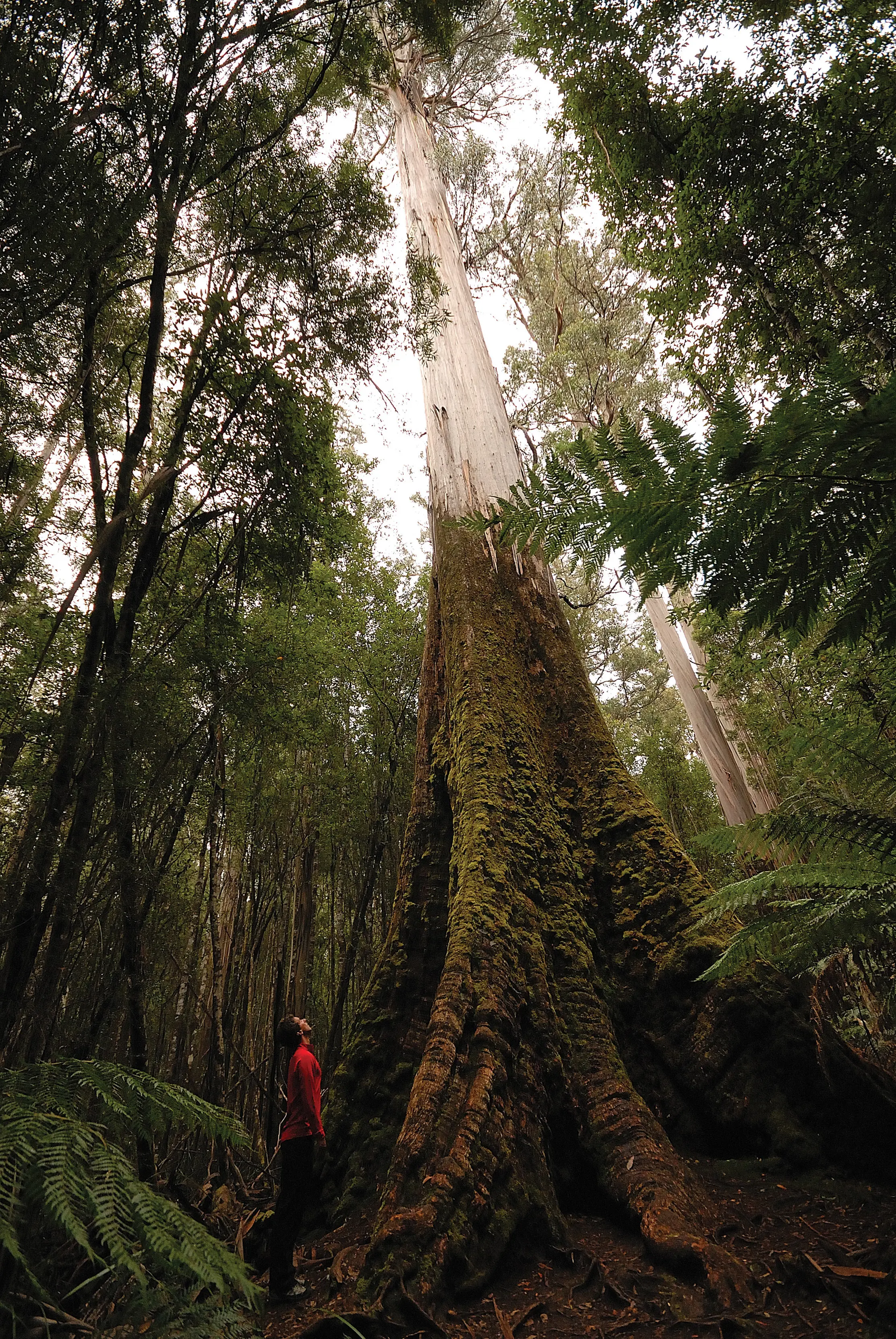 Man looking up at a large Swamp Gum on the Tall Trees Walk, Mt Field National Park.