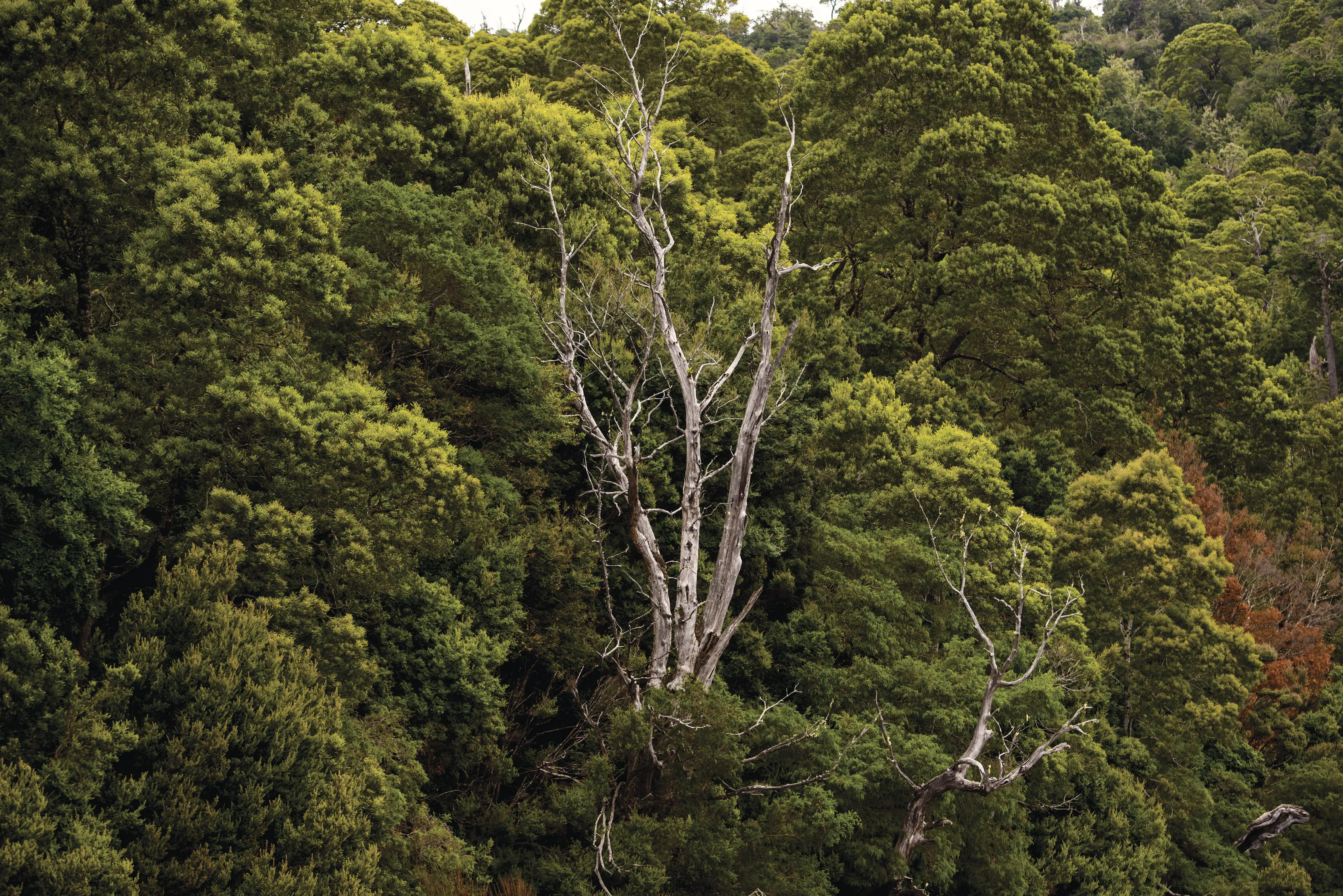 Huon Pines, Pieman River State Reserve.