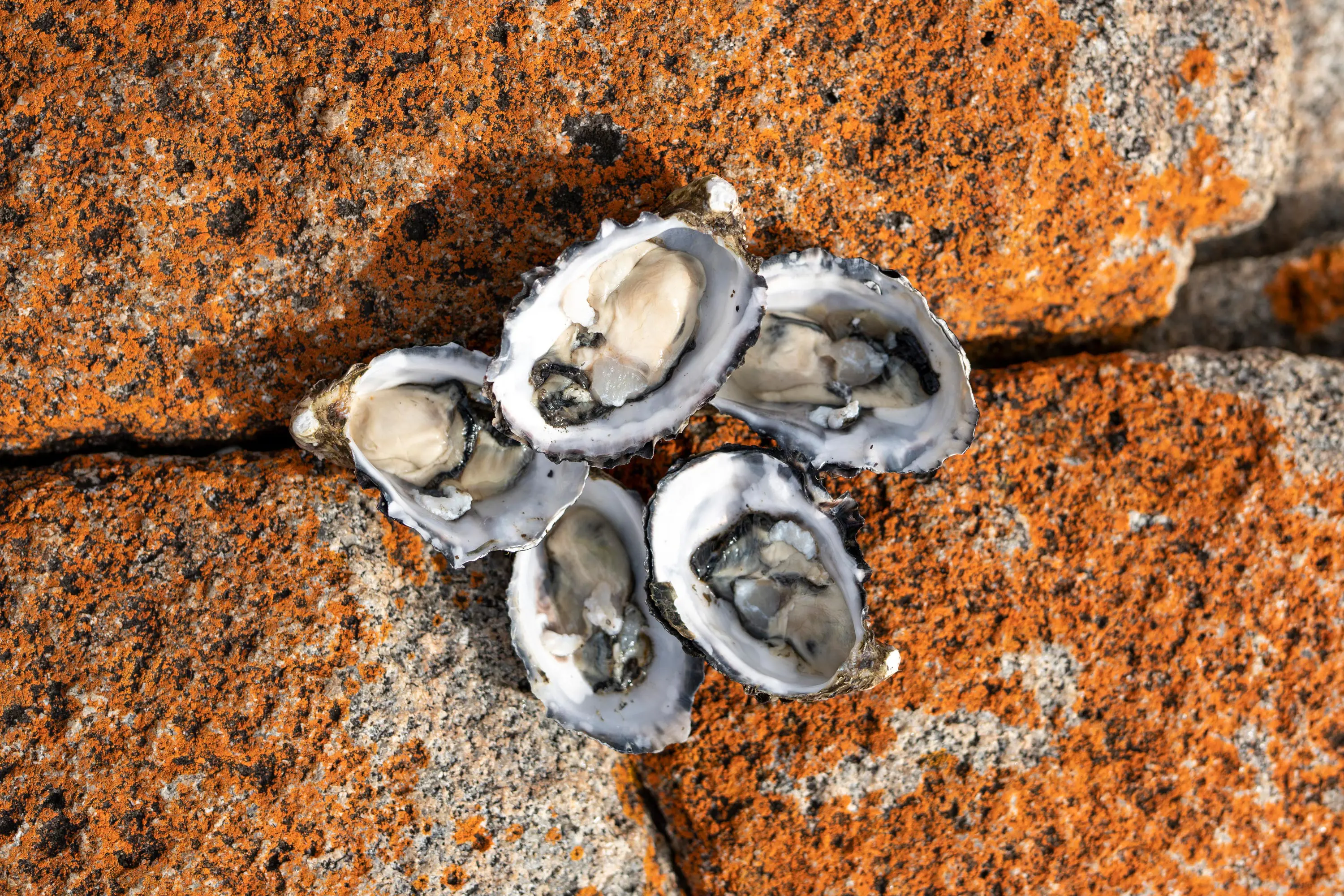 5 freshly shucked Tasmanian oysters sit on red lichen covered rocks.