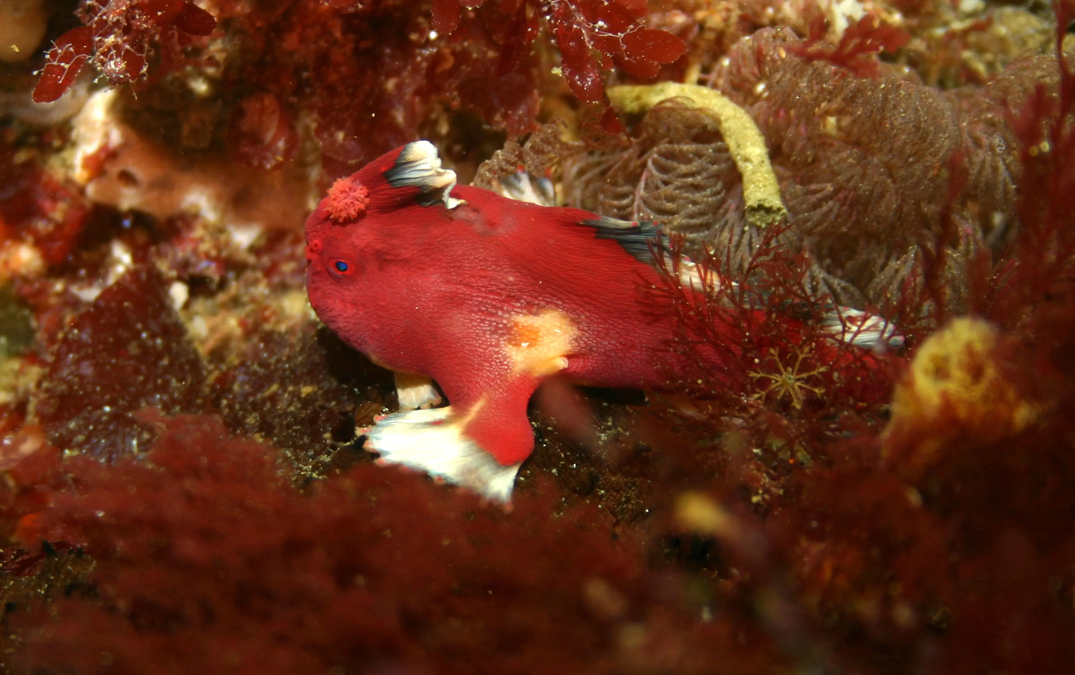 A bright red fish with white accents sits among red and brown reef in the water.
