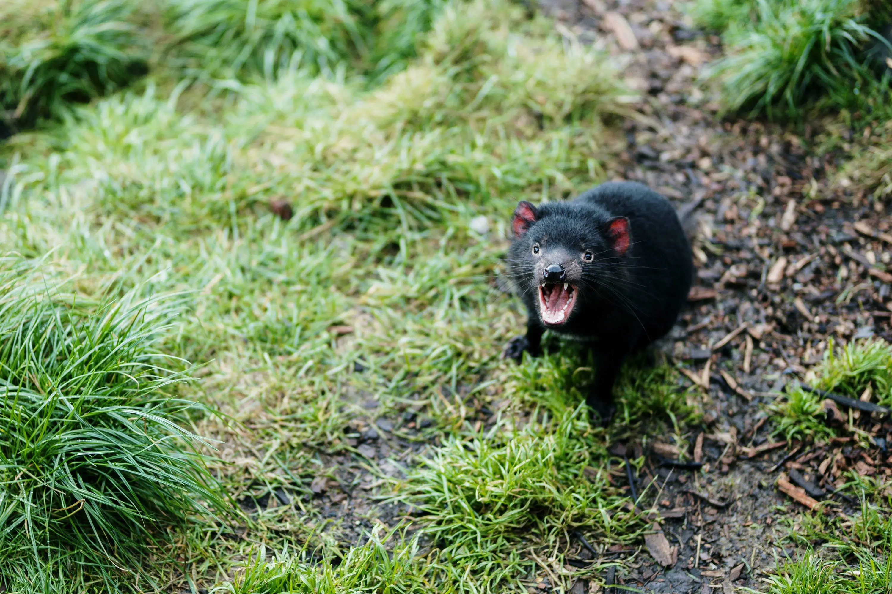 A small black Tasmanian devil with its mouth open, showing teeth and looking straight toward the camera, sitting amongst damp tussocks of grass.