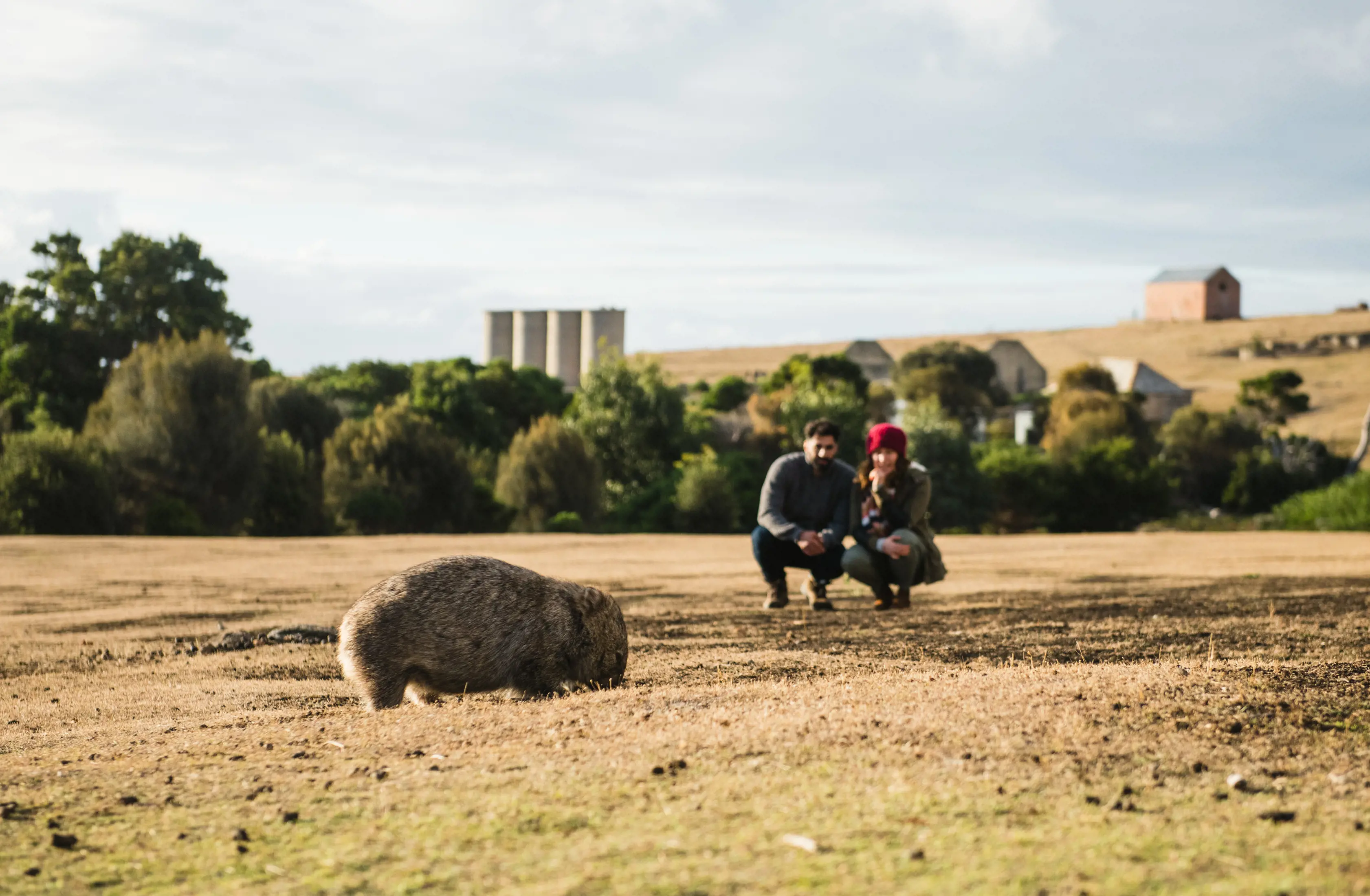 Couple watching a wombat from a distance with the wombat closer to the foreground.