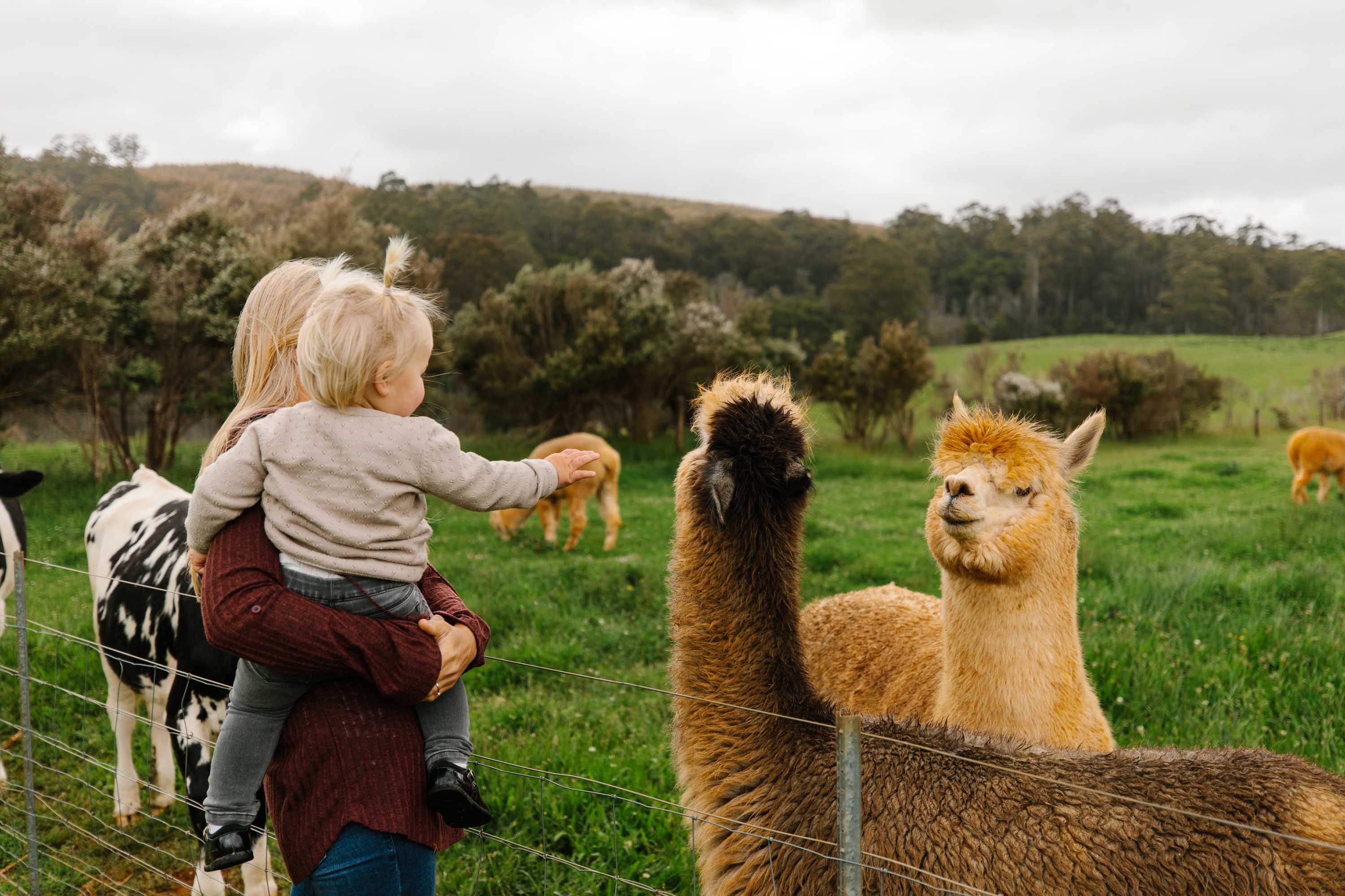 Tasmania's family-friendly attractions