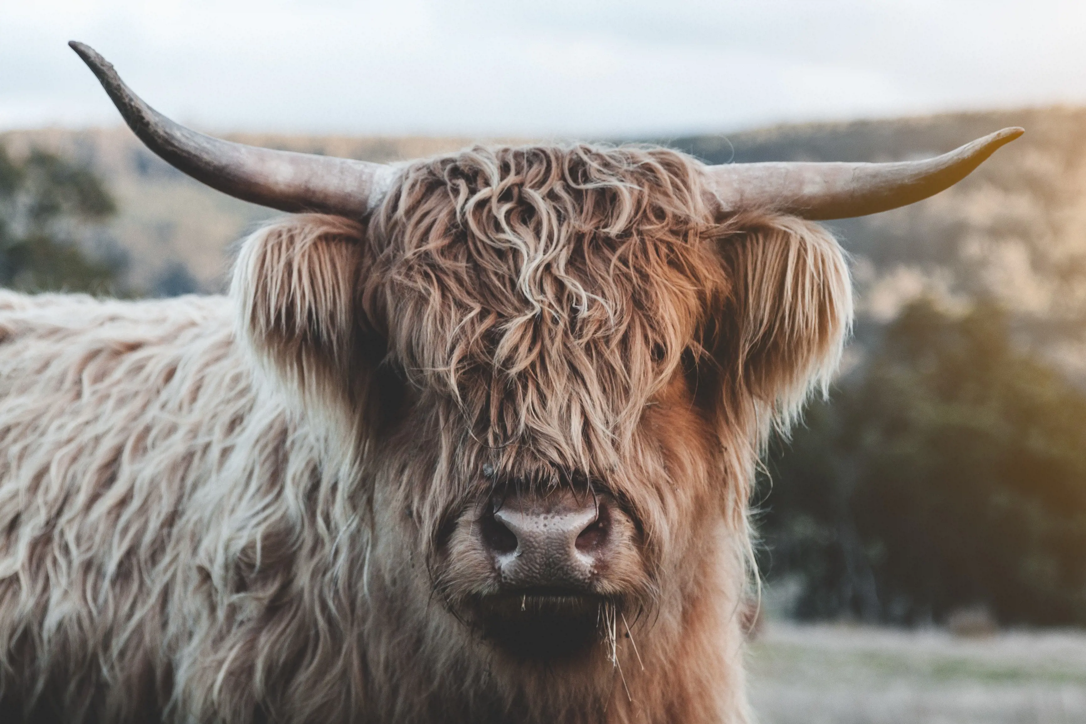Highland cow