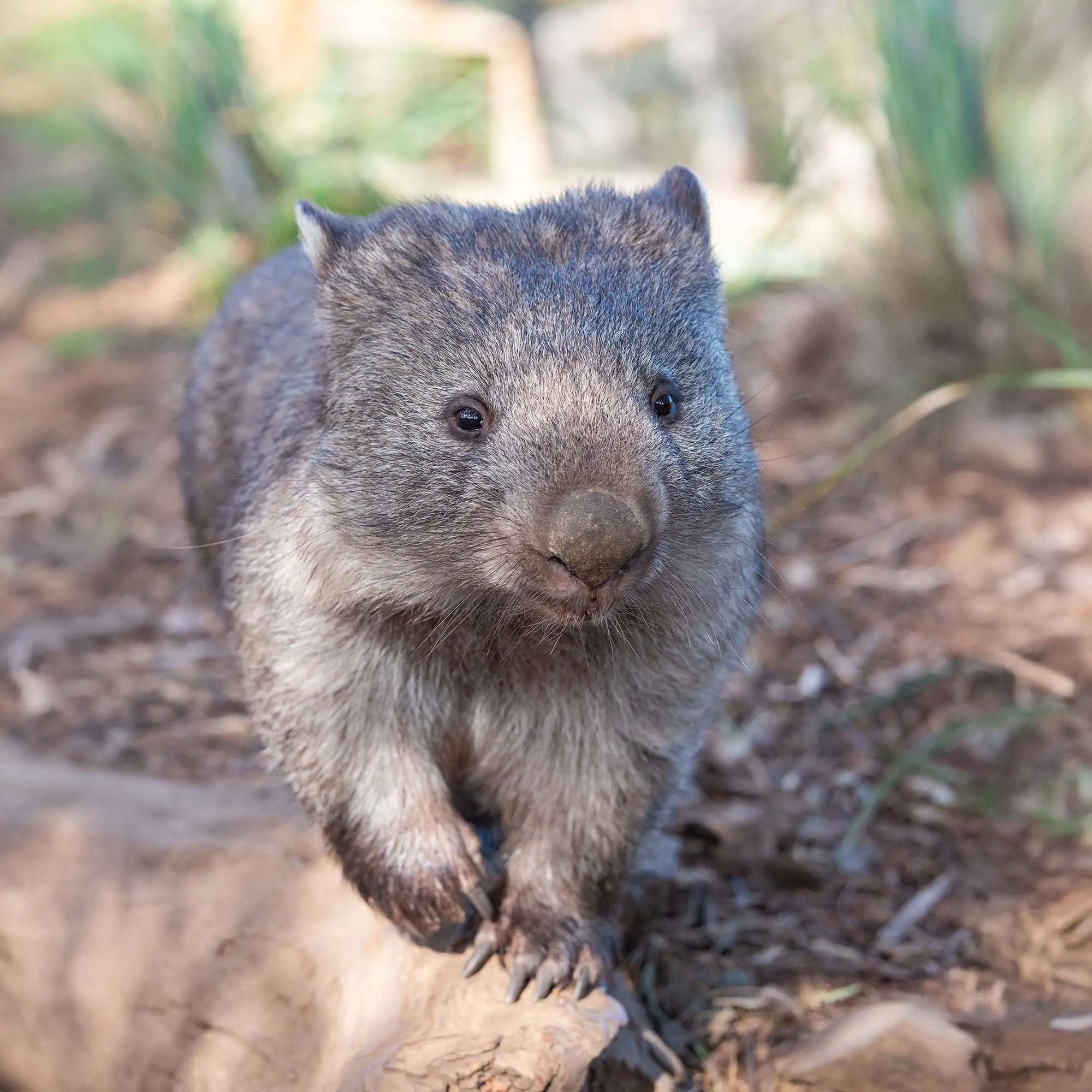A cheeky sandy-brown wombat has its front paws up on a rock, peering towards the camera.