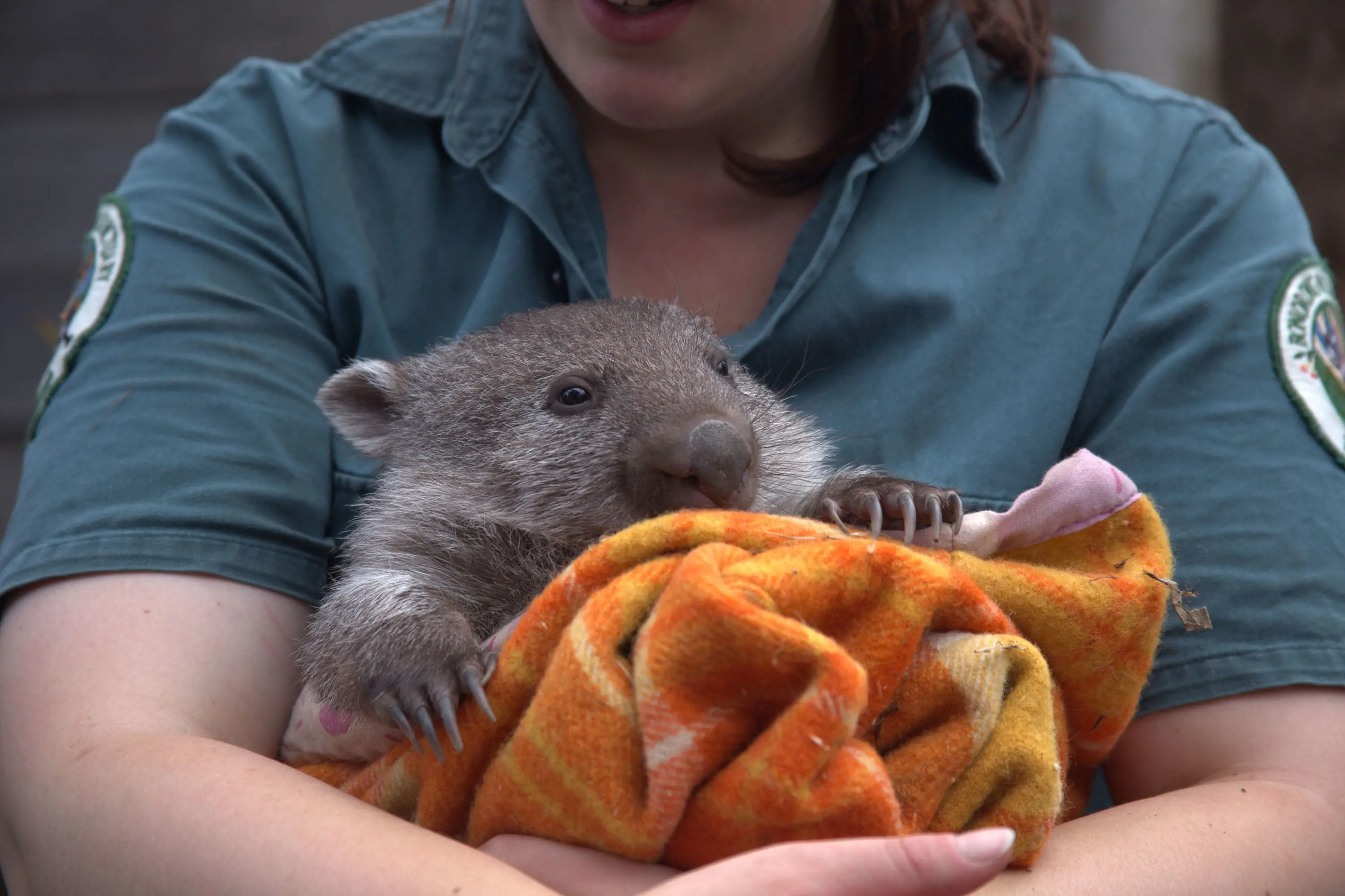A person in a green collared shirt holds a baby wombat in her arms, snuggled in an orange patterned pouch.