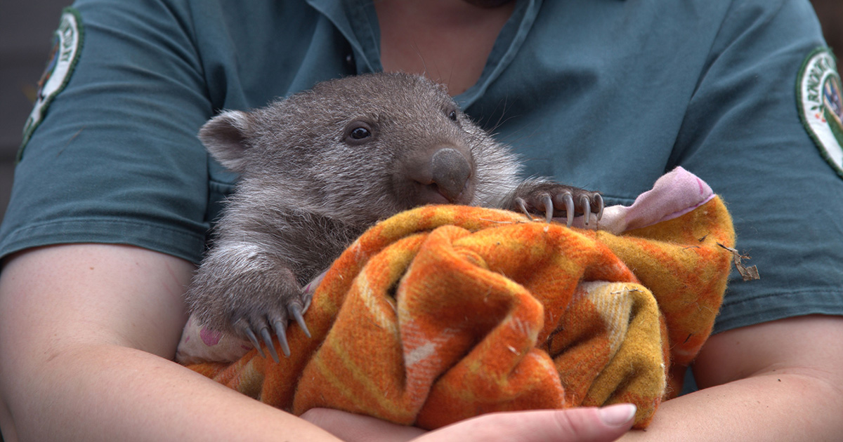 Your guide to Tasmania's wildlife sanctuaries