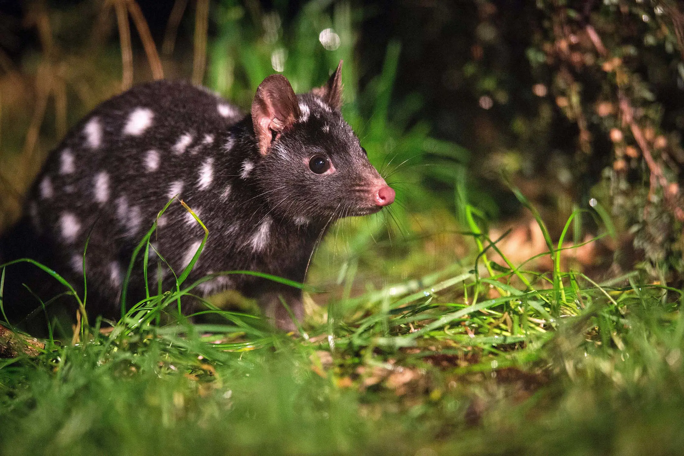 A small dark-coloured quoll with white spots on its body crouches amongst long grass.