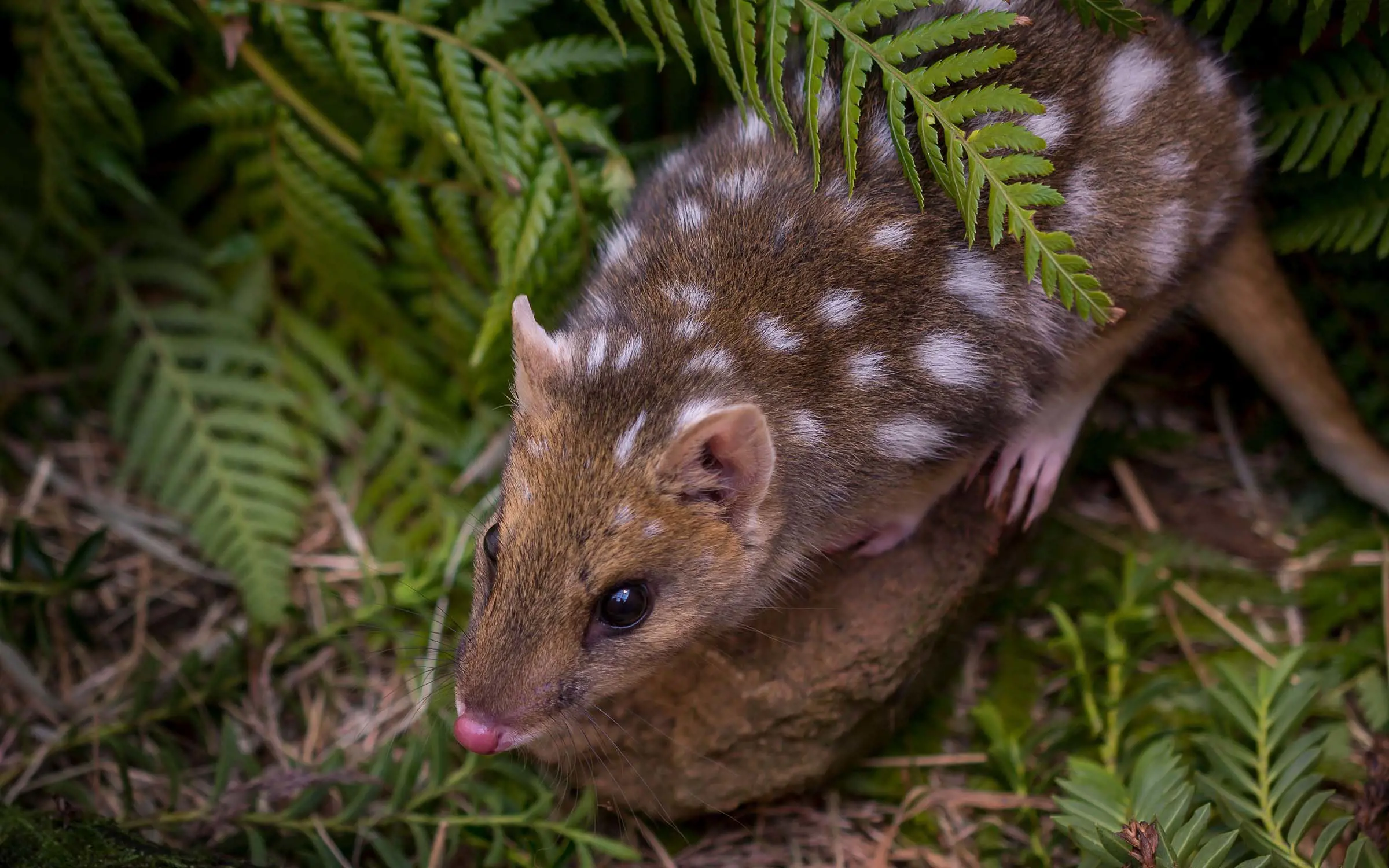 A close-up image of an small brown Eastern Quoll with white spots on its back, standing on a mossy rock with a few ferns hanging over its body.
