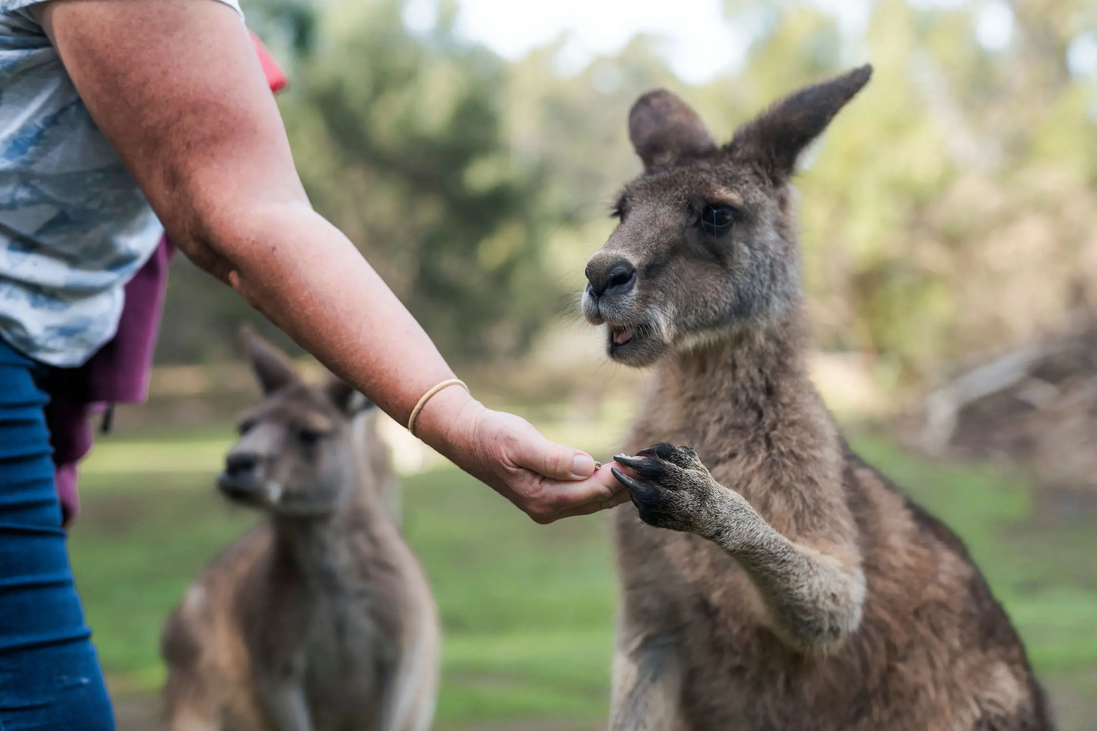 A person bends over slightly with an outstretched arm, holding a handful of food out to a kangaroo. Its paw holds onto the fingers of her flat hand.