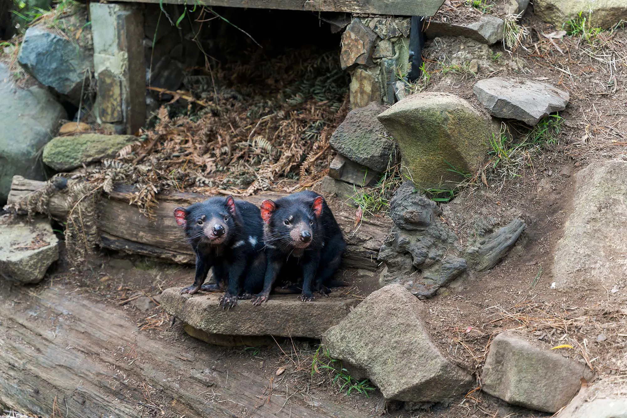 Two black Tasmanian devils crouch together on a rocky outcropping, noses sniffing in one direction.
