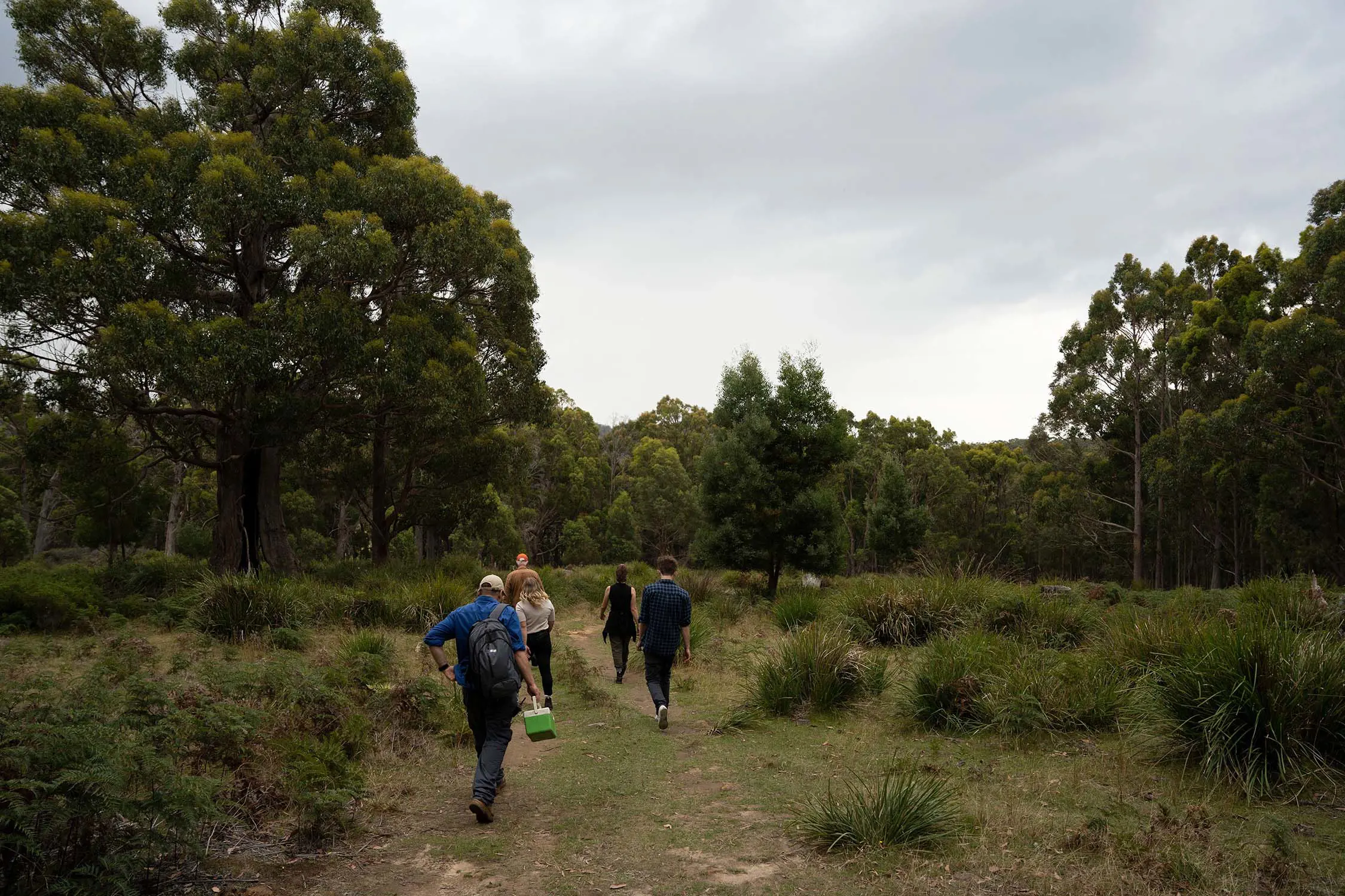 A group of people walk away from the camera down a rough track through tussocks of grass, into the wooded area ahead of them.