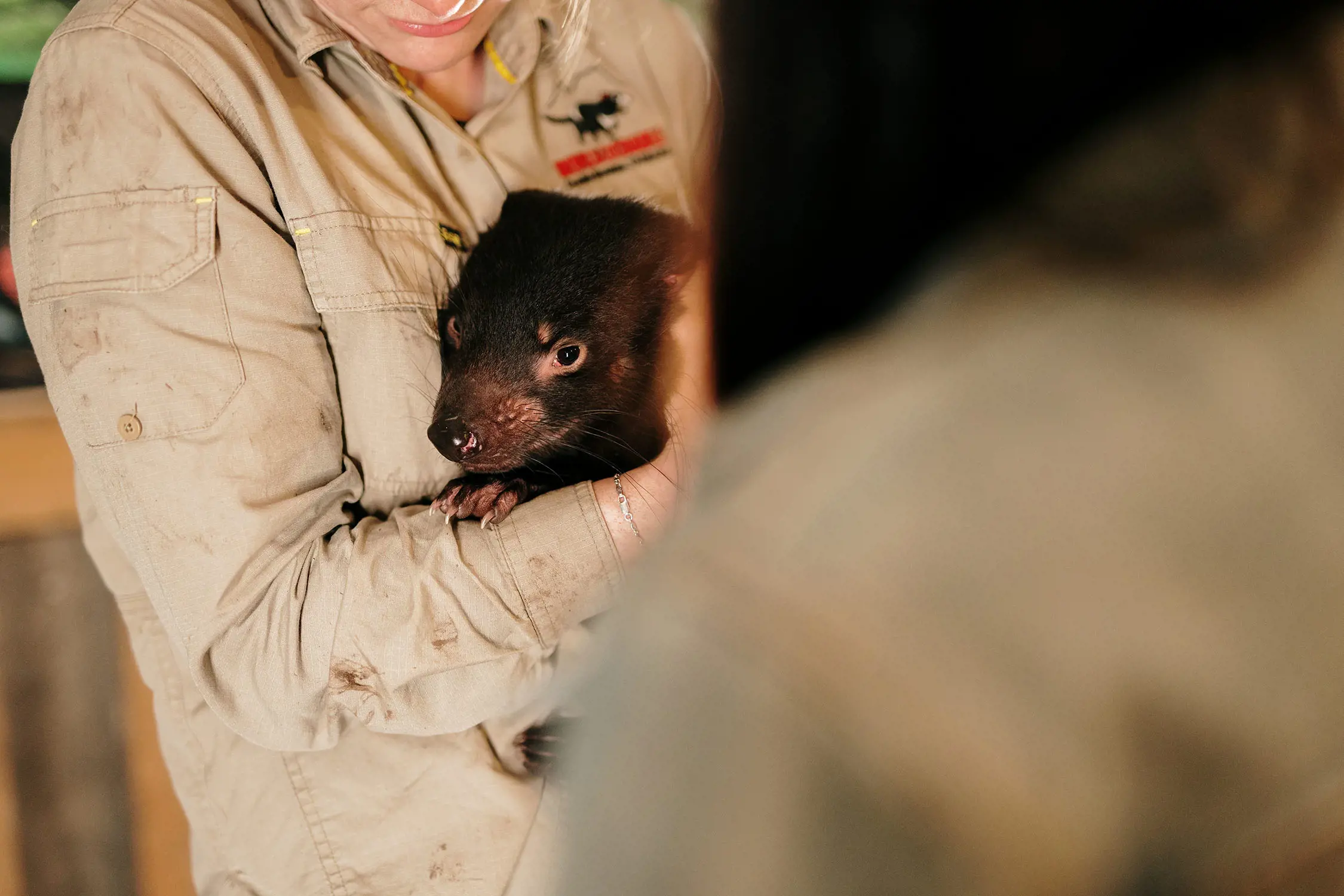A person in a khaki long-sleeve work shirt cradles a baby Tasmanian devil tightly in her arms.