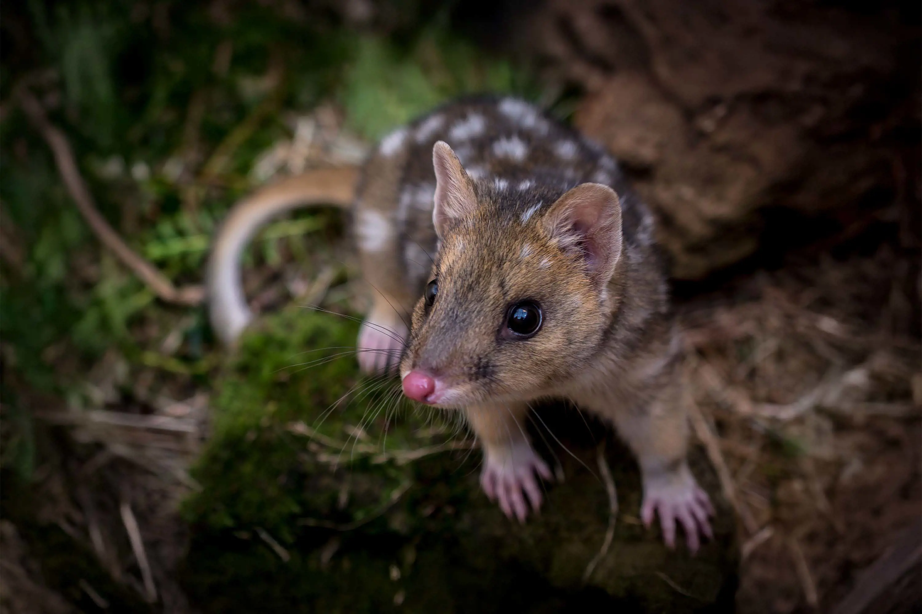 A close-up image of an small brown Eastern Quoll with white spots on its back, coming to say hello standing on a mossy rock.