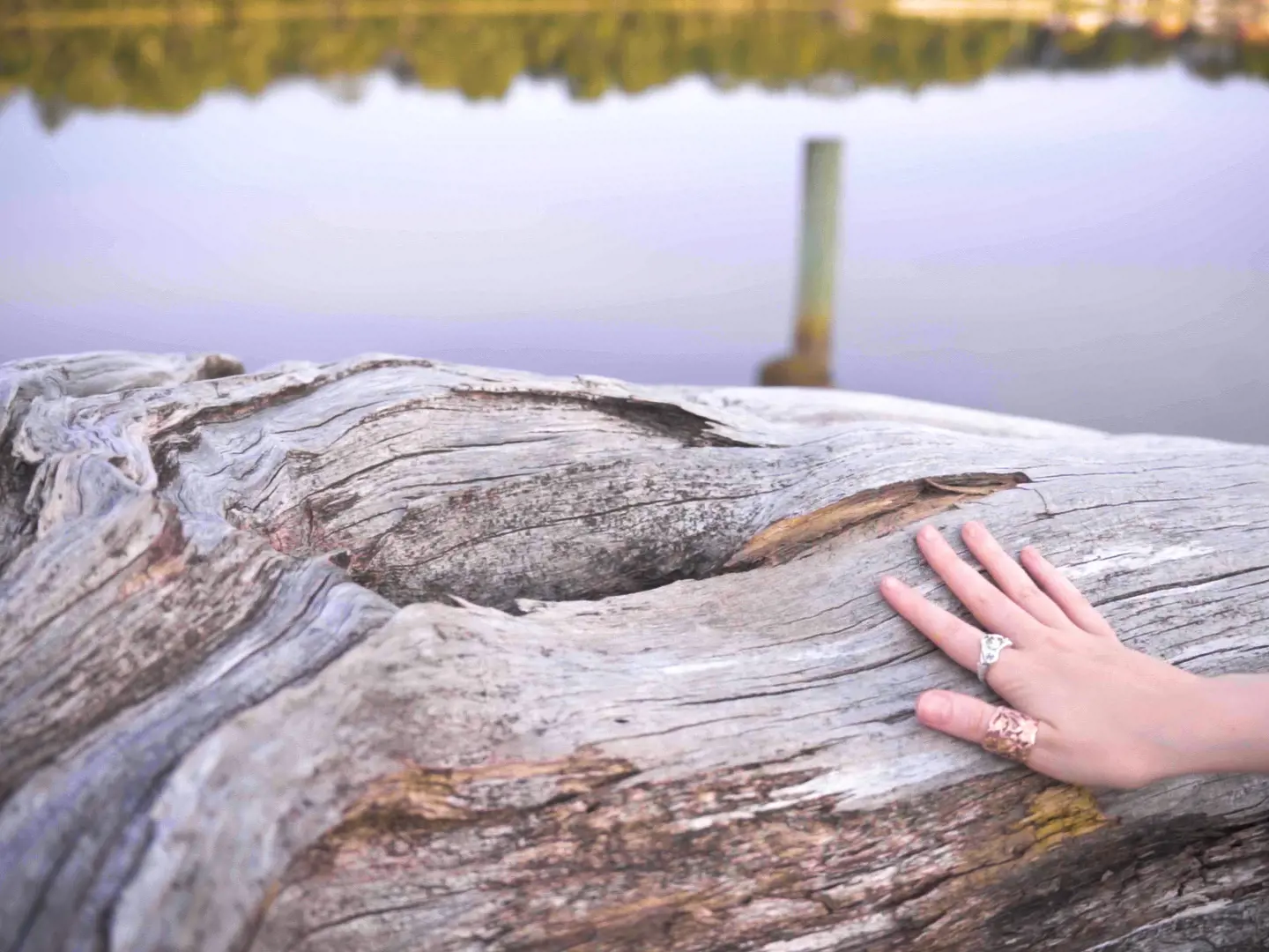 A person's hand reaches out to feel the textured bark of a fallen tree log.