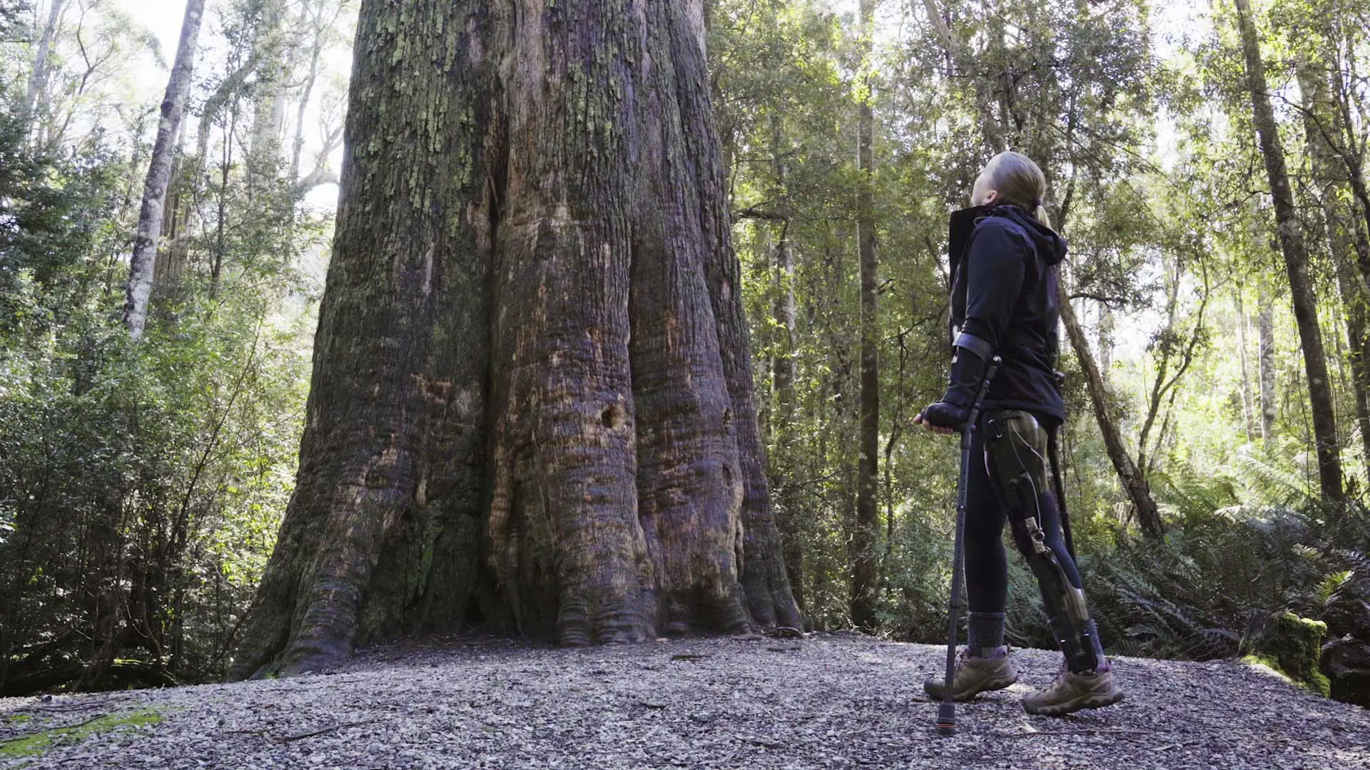 A hiker on crutches, standing at the base of a giant old-growth tree with moss-covered bark in a Tasmanian rainforest, surrounded by lush green forest vegetation and dappled sunlight.