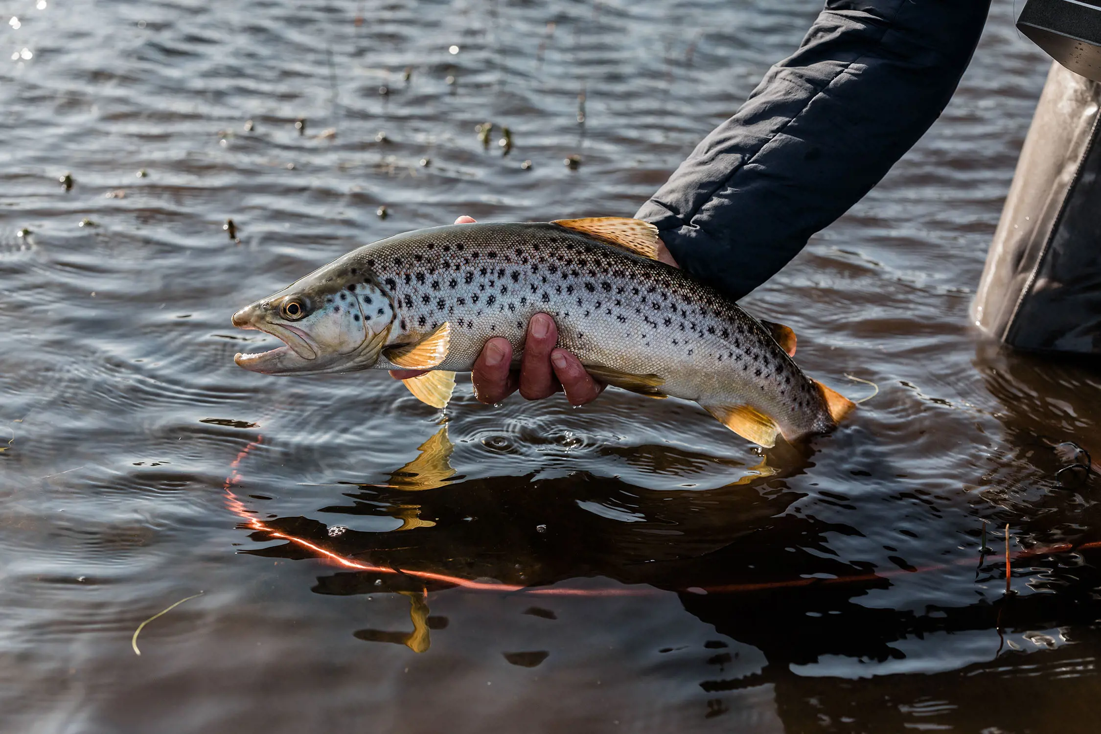 A person holds a silvery green fish with dark spots and brown fins just out of the water of a lake.