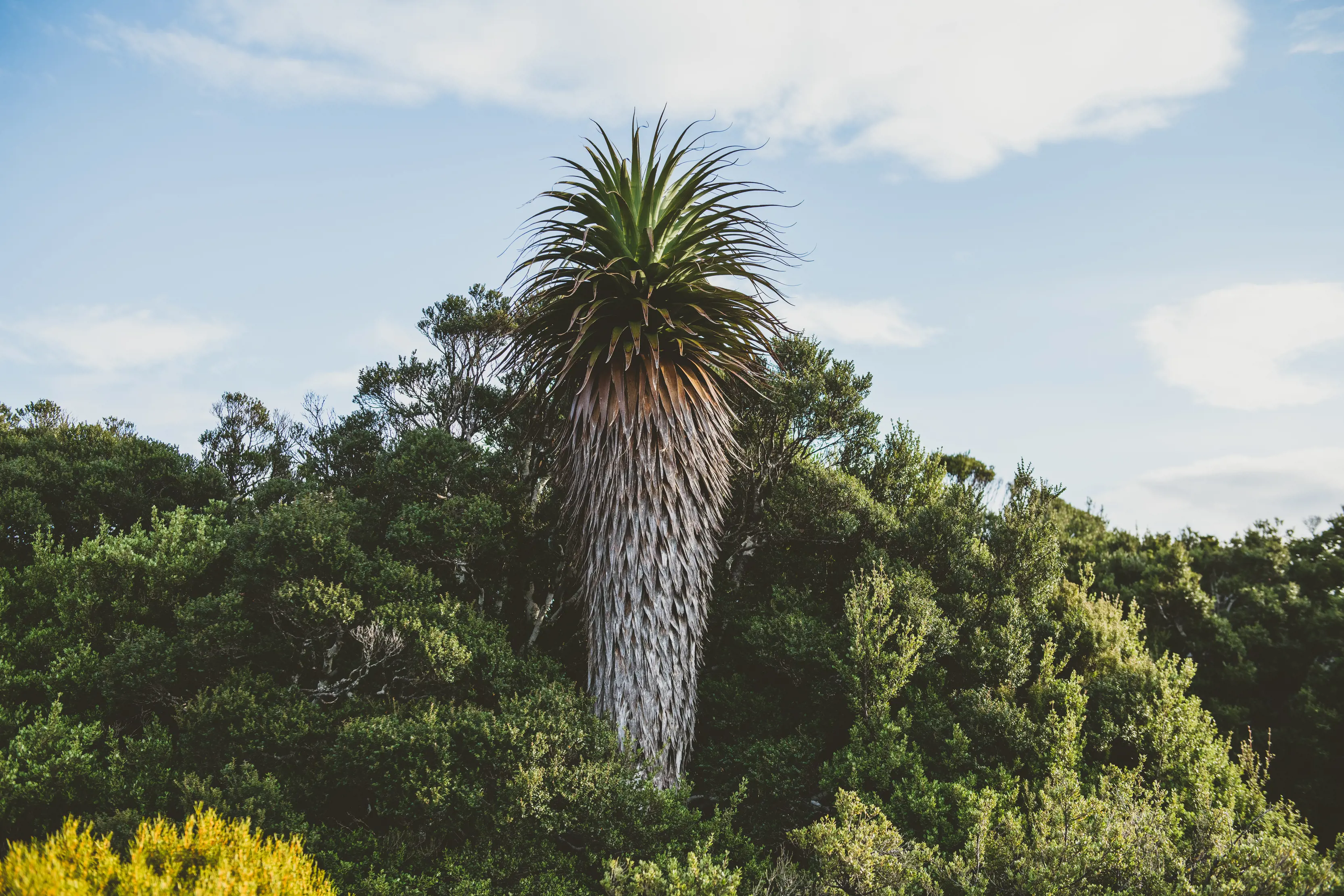 Pandani, the world's largest heath plant, at Hartz Mountains National Park.