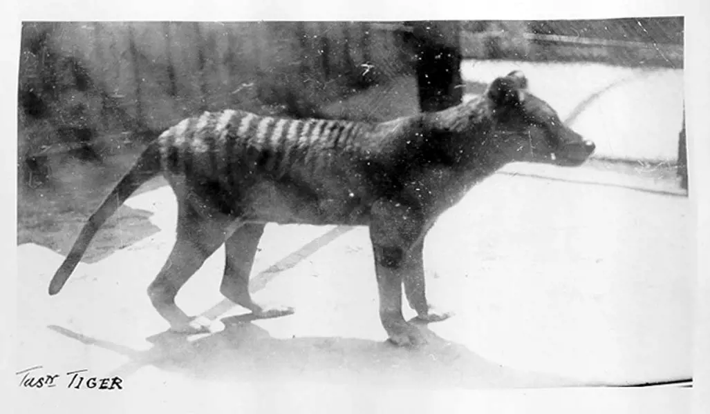Beaumaris Zoo, Hobart - thylacine (Tasmanian tiger)
