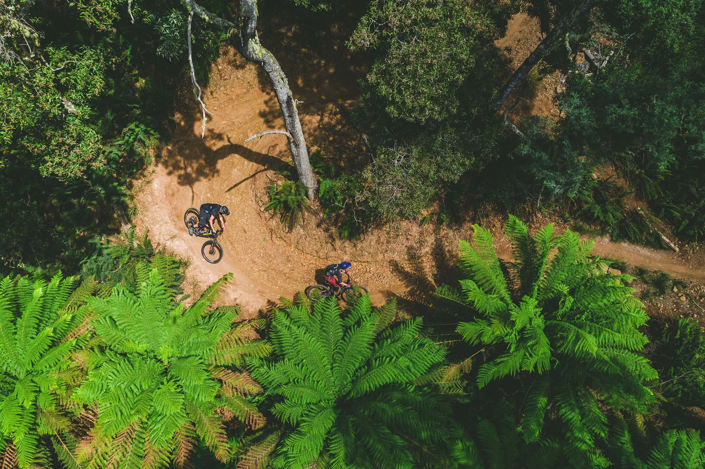 Overhead of a curved cycling trail on Blue Derby Mountain Bike Trails, the dirt road is surrounded by bright greenery.