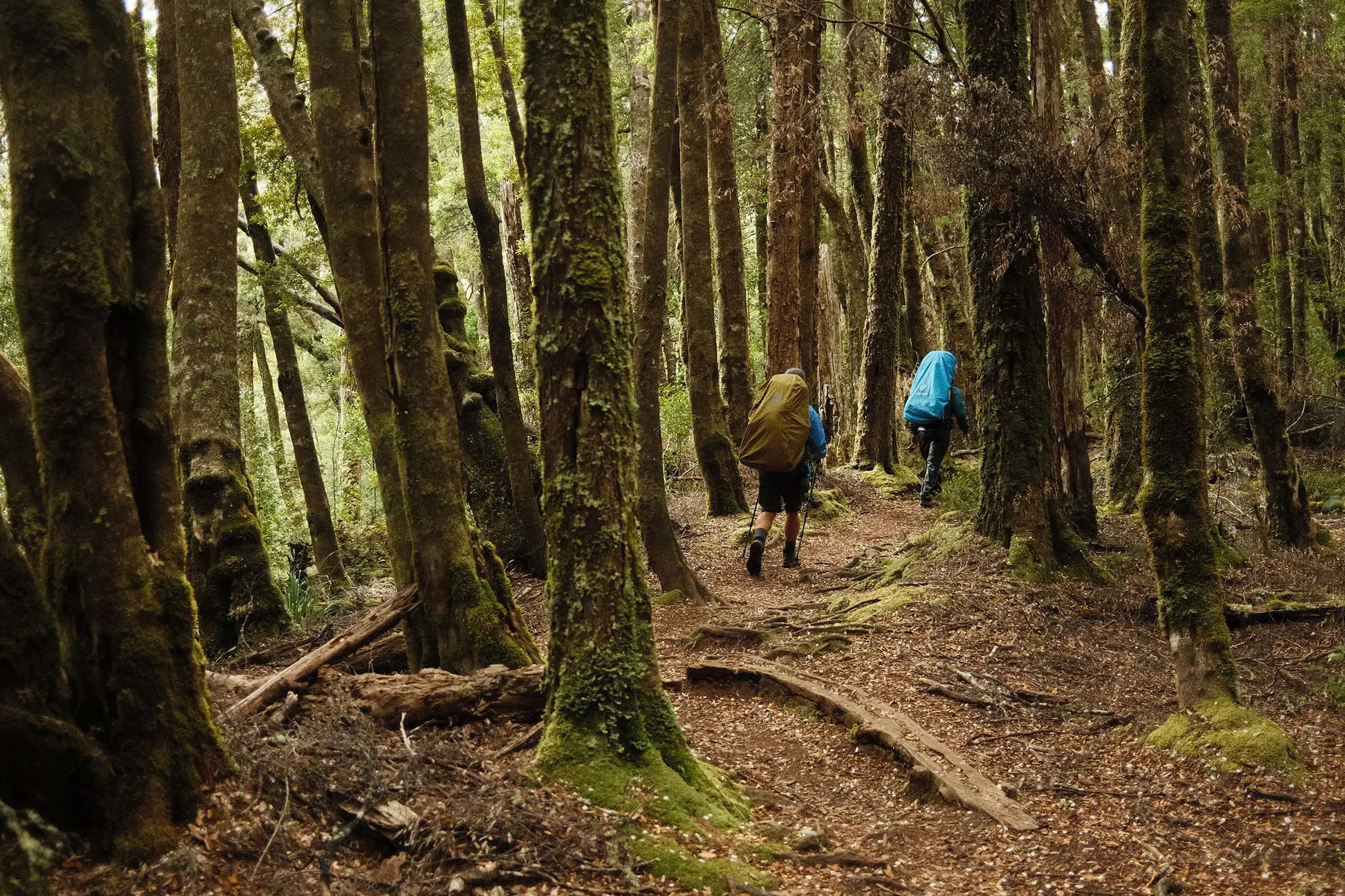 Amidst a forest of tall mossy trees, people hike with large backpacks.