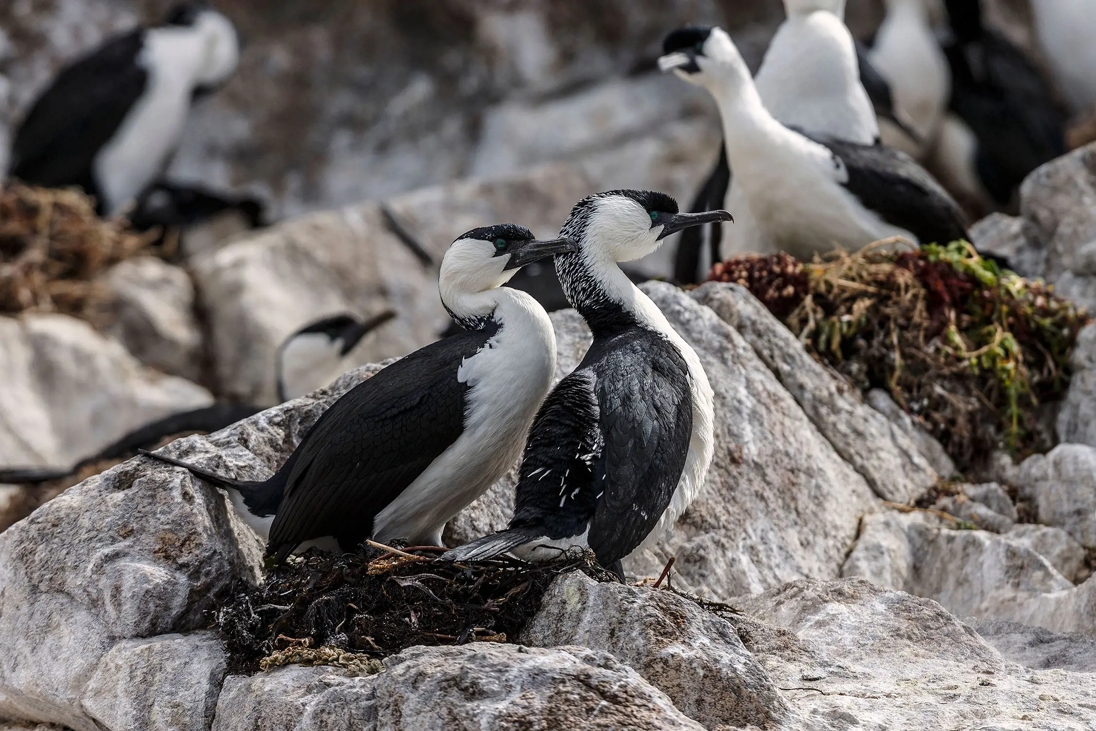 Two elegant birds with black wings and backs, and white chests are perched together on seaweed-dotted rocks.