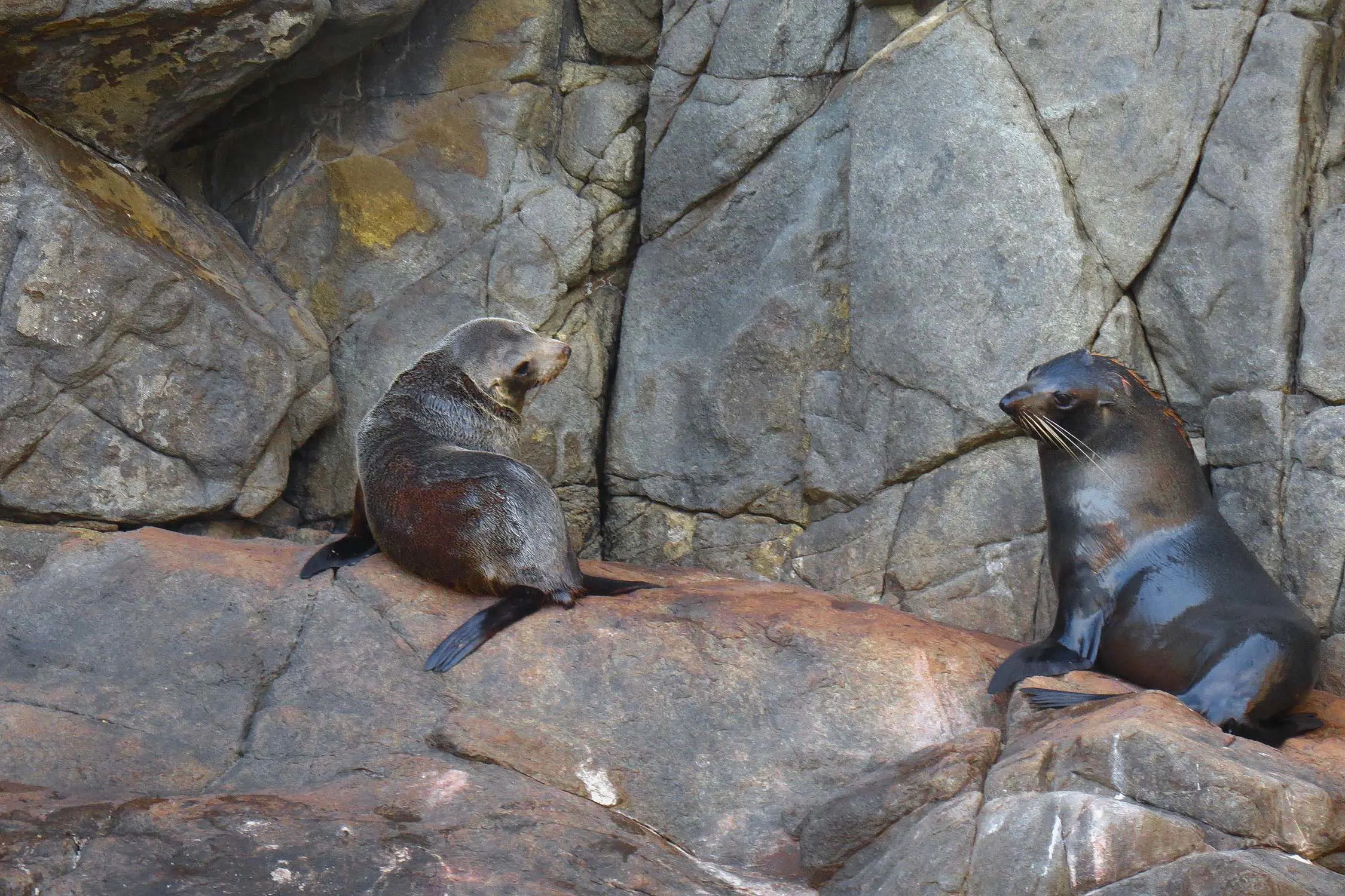 Two sleek grey seals sit together on a rocky outcrop.