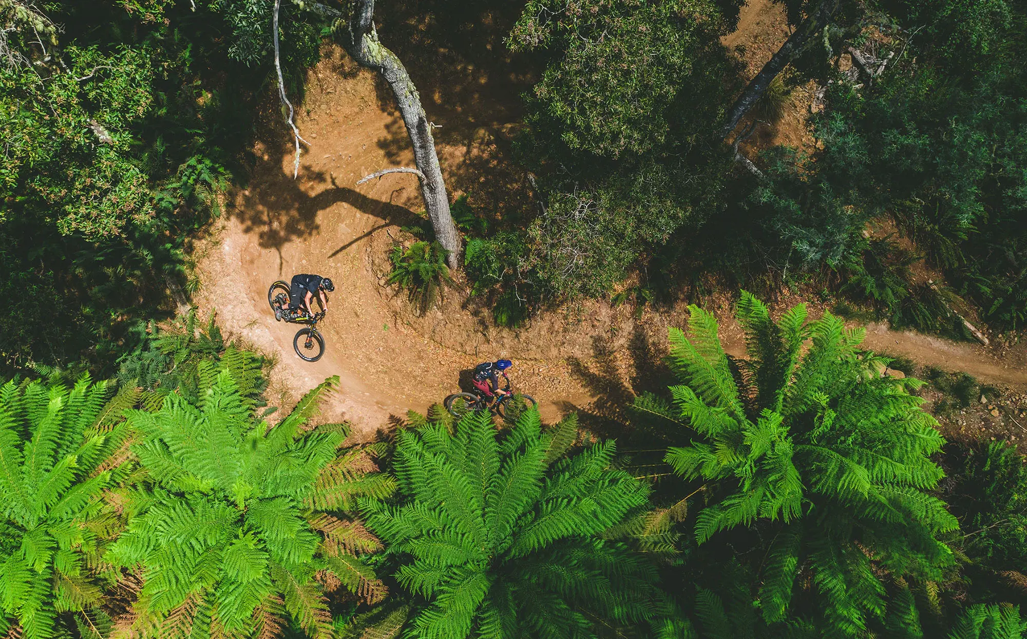 Overhead of a curved cycling trail on Blue Derby Mountain Bike Trails, the dirt road is surrounded by bright greenery.