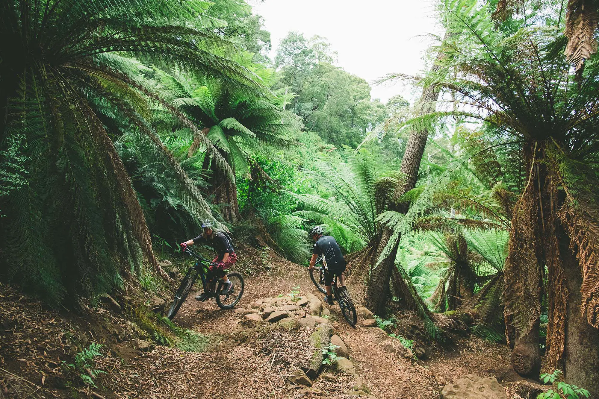 Two mountain bikers ride around a sharp hairpin turn on a dirt track surrounded by lush green ferns and rainforest.