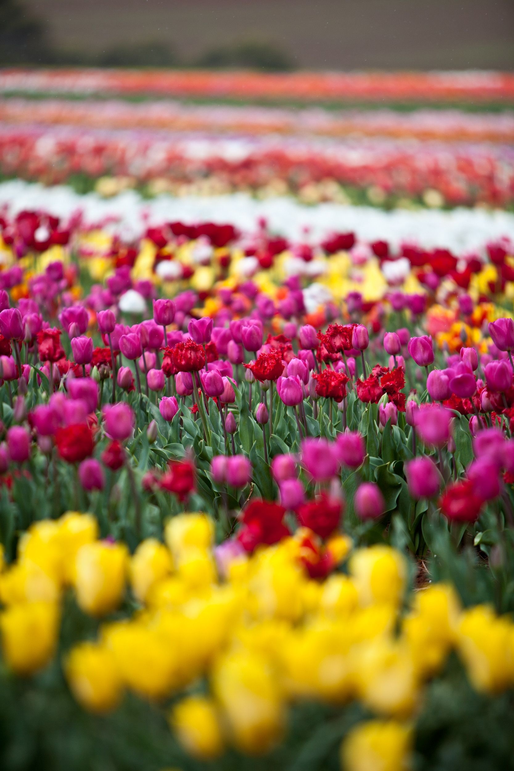 Tulip fever in Tasmania