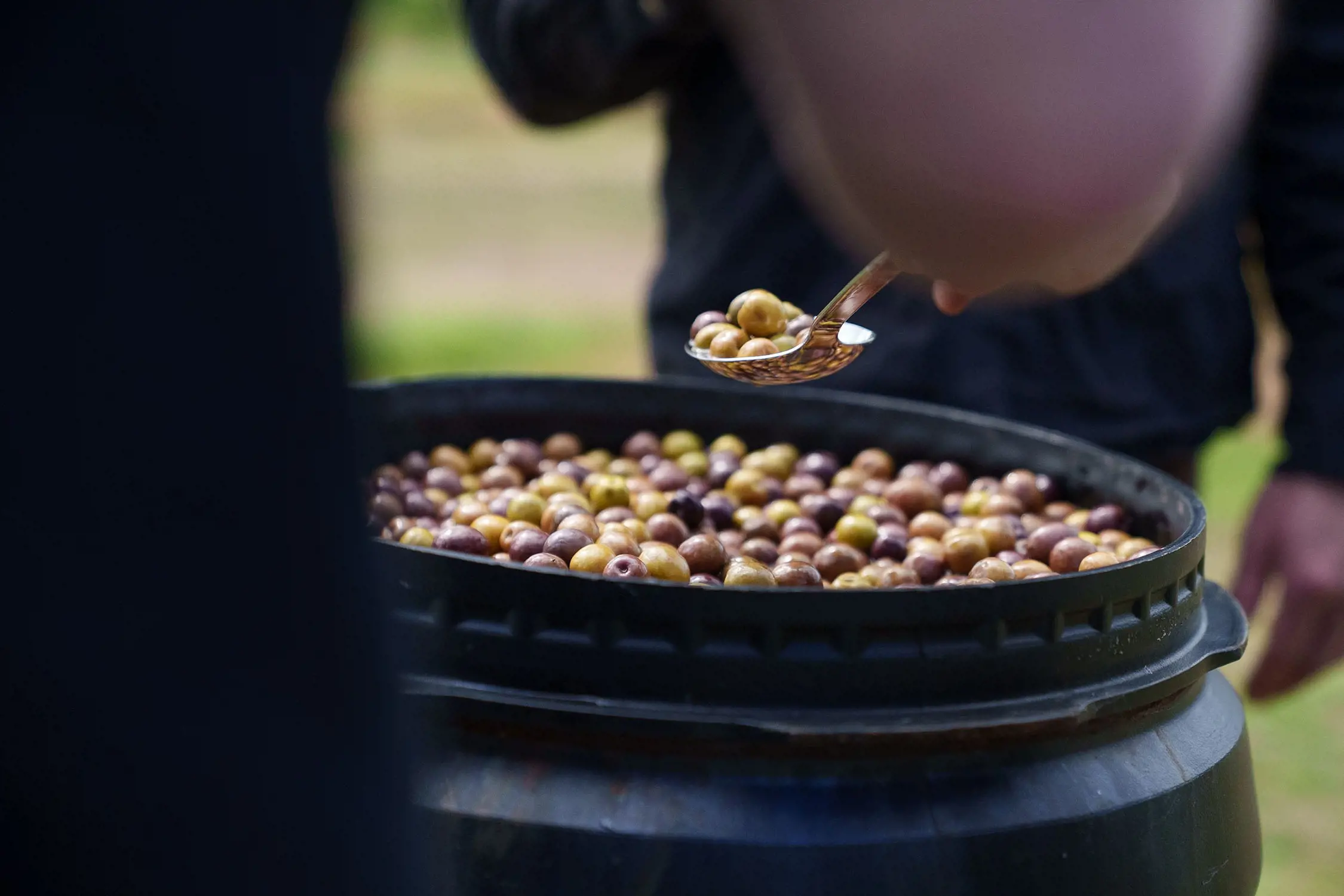 From a huge black barrel filled to the brim with green and brown olives, a person uses a large stainless steel spoon to scoop some out.