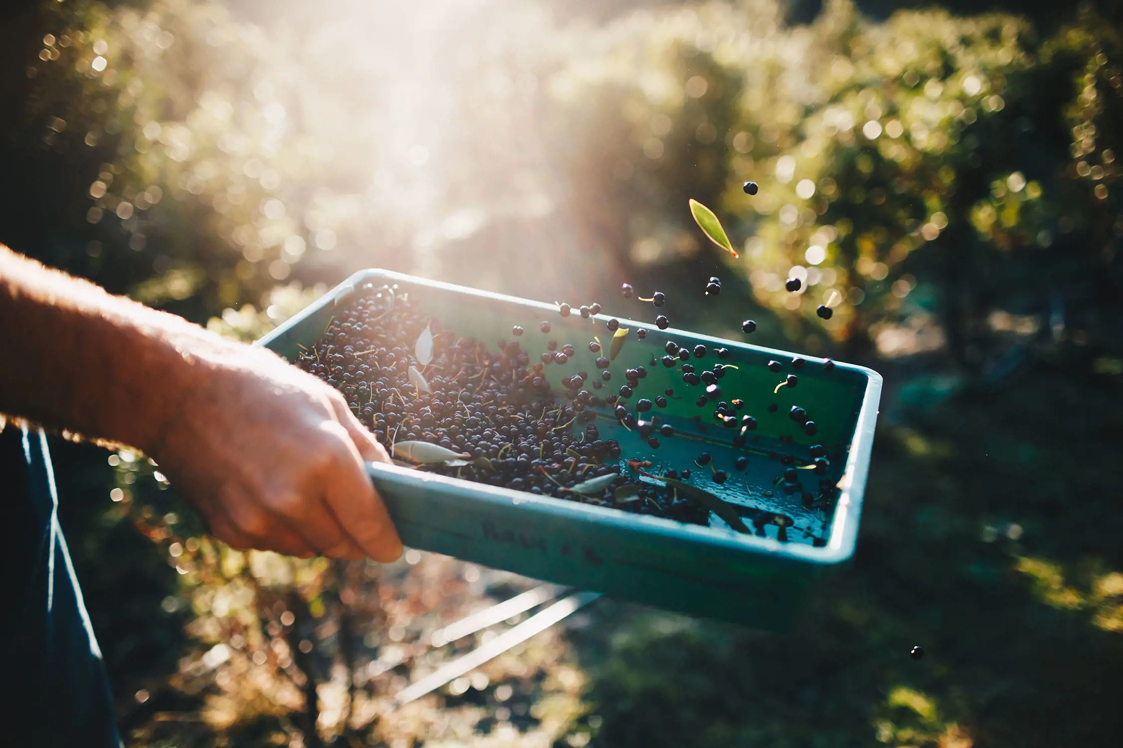 A person tosses a container full of small black berries and leaves, with the berries catching the sun shining in the background.