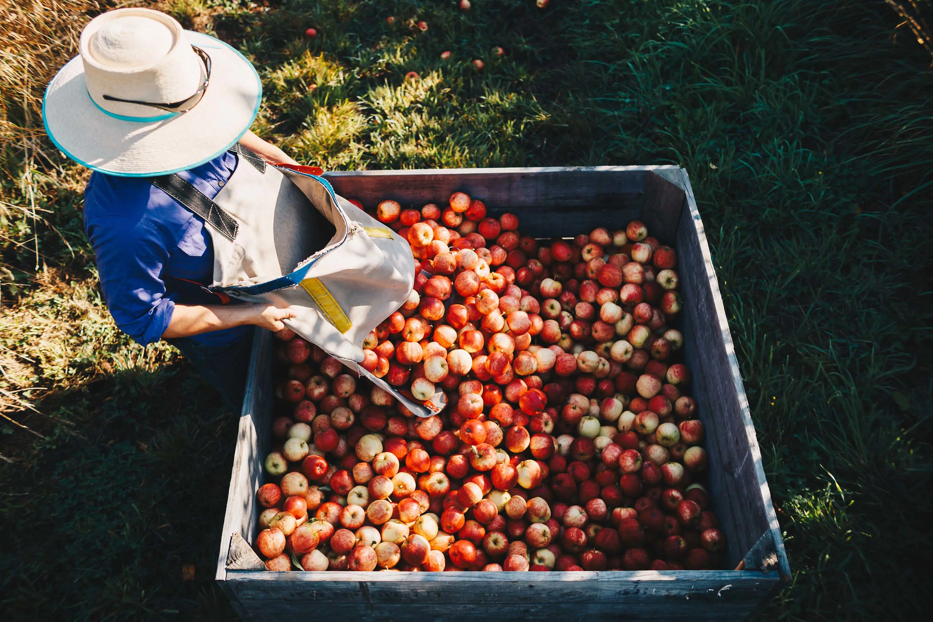 Looking down over a huge crate of freshly picked apples, while a person in a large sunhat pours more into the crate.