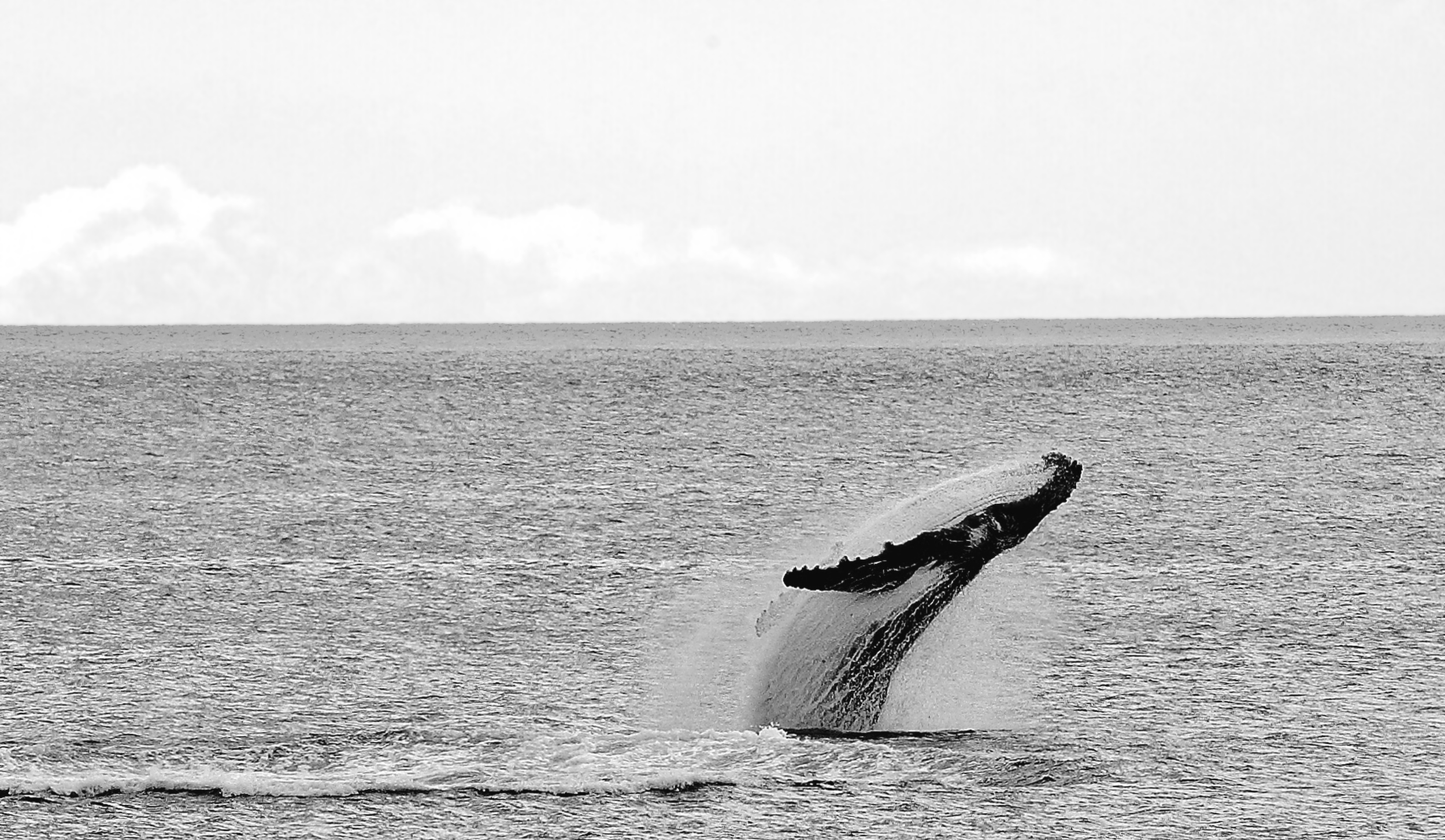Whale watching in Tasmania with Robert Pennicott