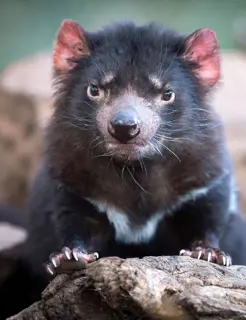 Tasmania's unique wildlife