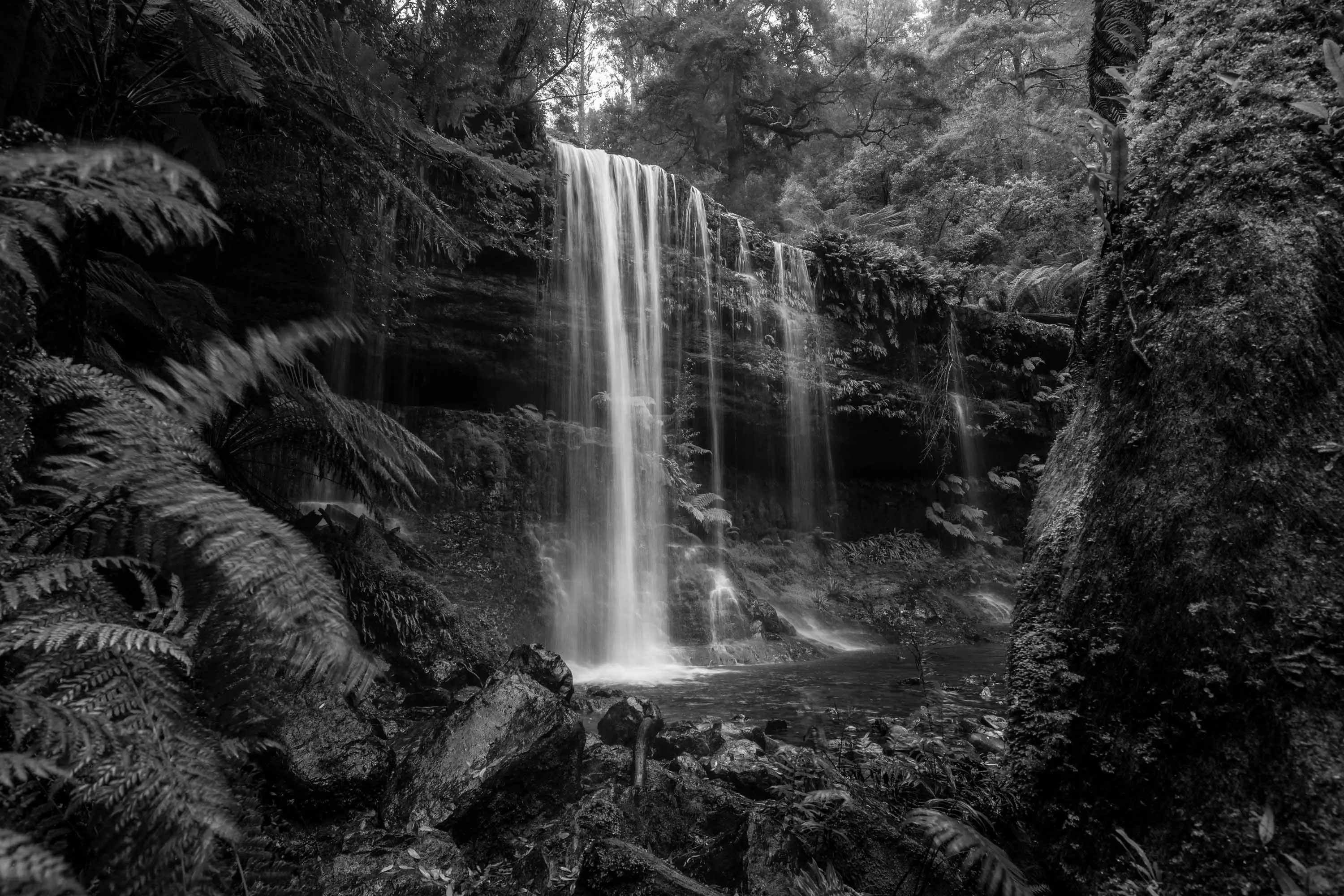 A waterfall tumbles over a long, flat platform of rock covered in moss and ferns within in a dense forest.
