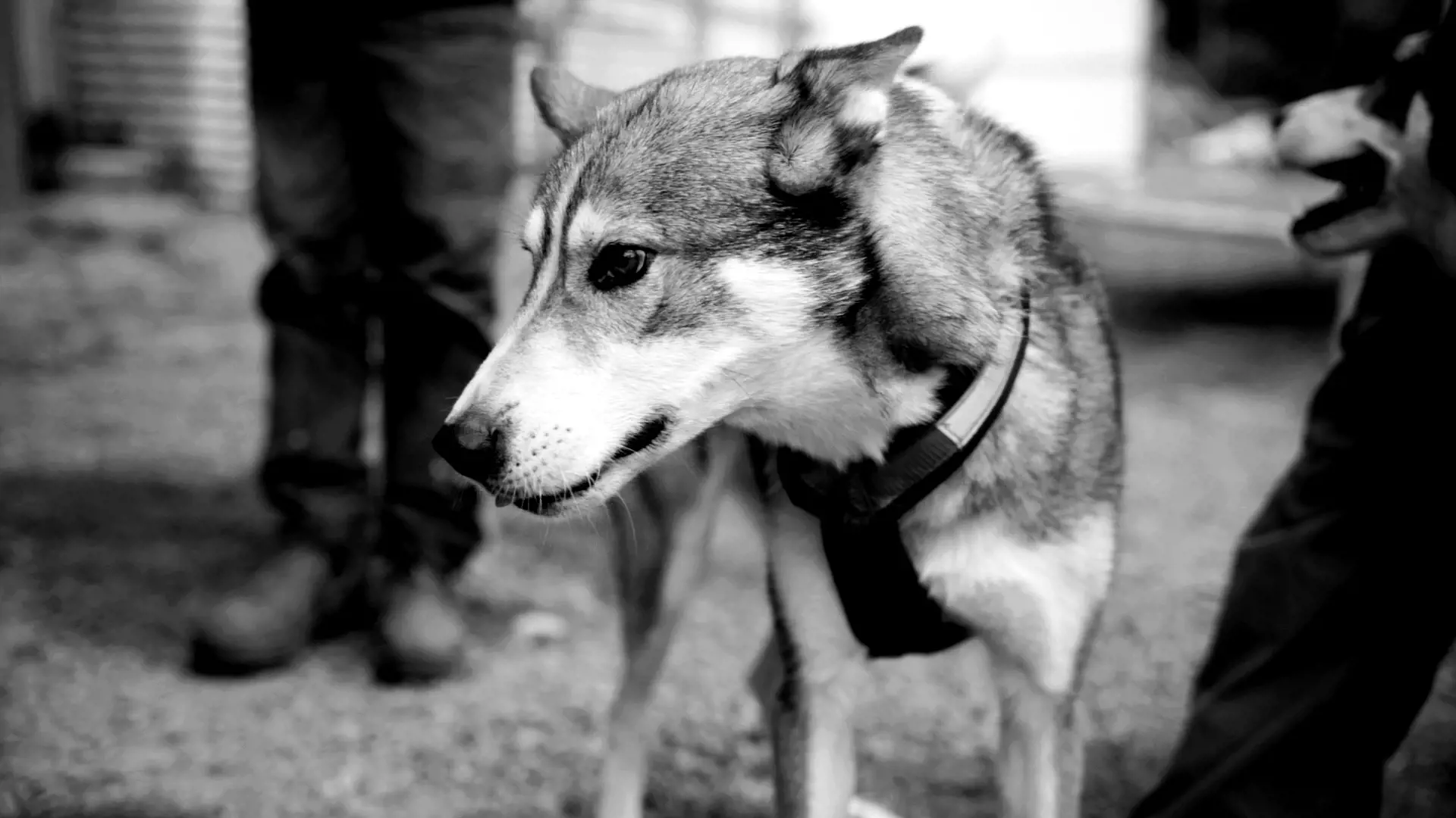 A husky dog wearing a harness, standing among people's legs.