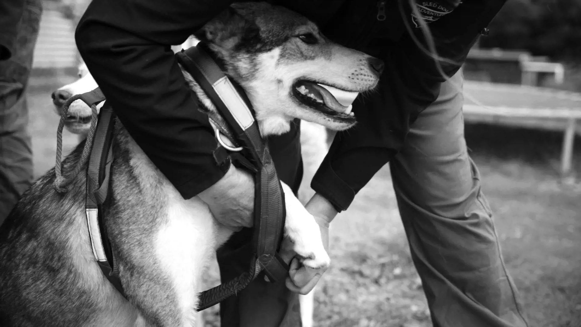 A man stoops down to adjust the harness on a husky.