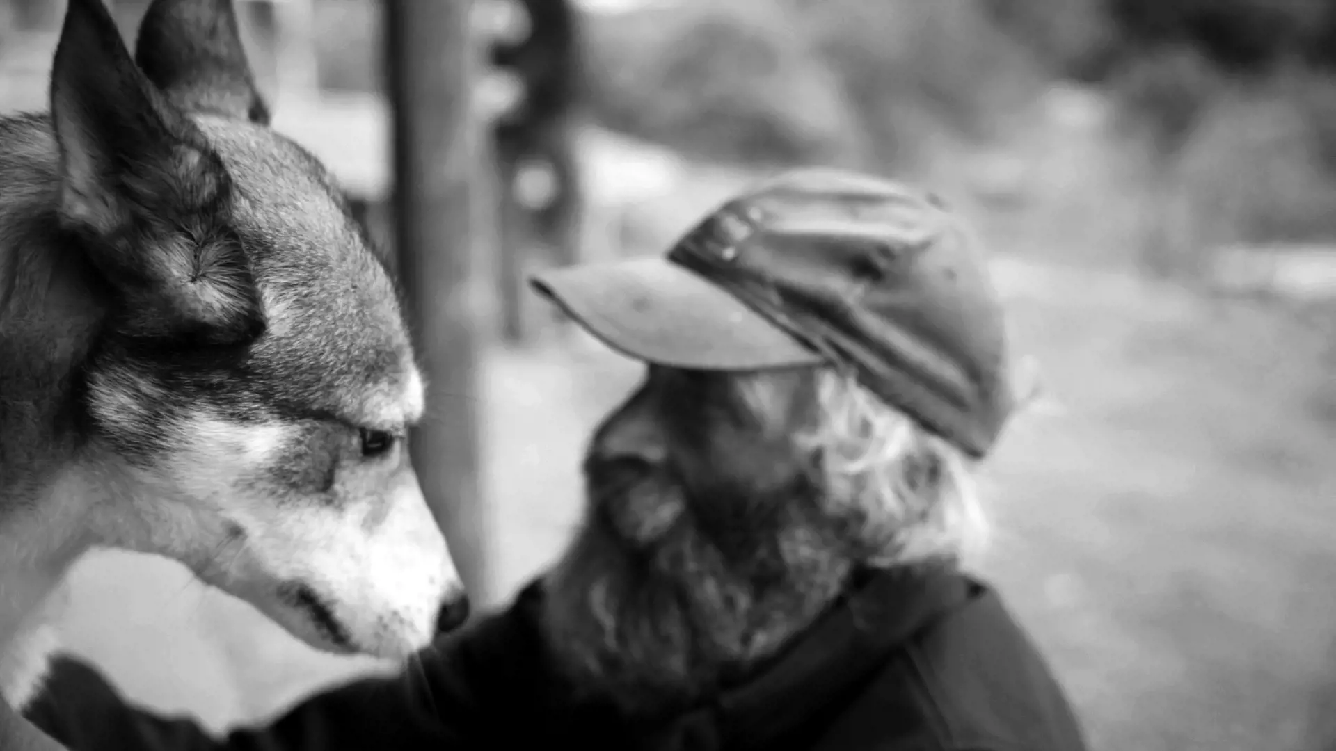 A man with a cap and a bushy beard crouches to meet a husky at it's level.