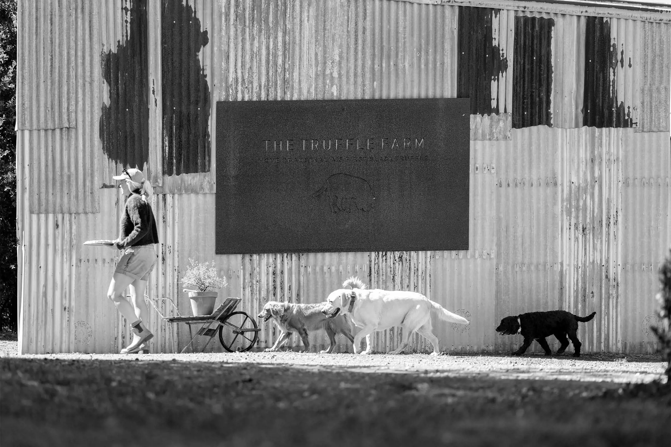 A black and white image shows a woman walking with three dogs near a weathered metal building. She is wearing a dark sweater and shorts, holding a tray, as the dogs walk beside her. A pot with a plant is placed on a wheelbarrow nearby, and a sign for ""The Truffle Farm"" is visible on the wall behind them.