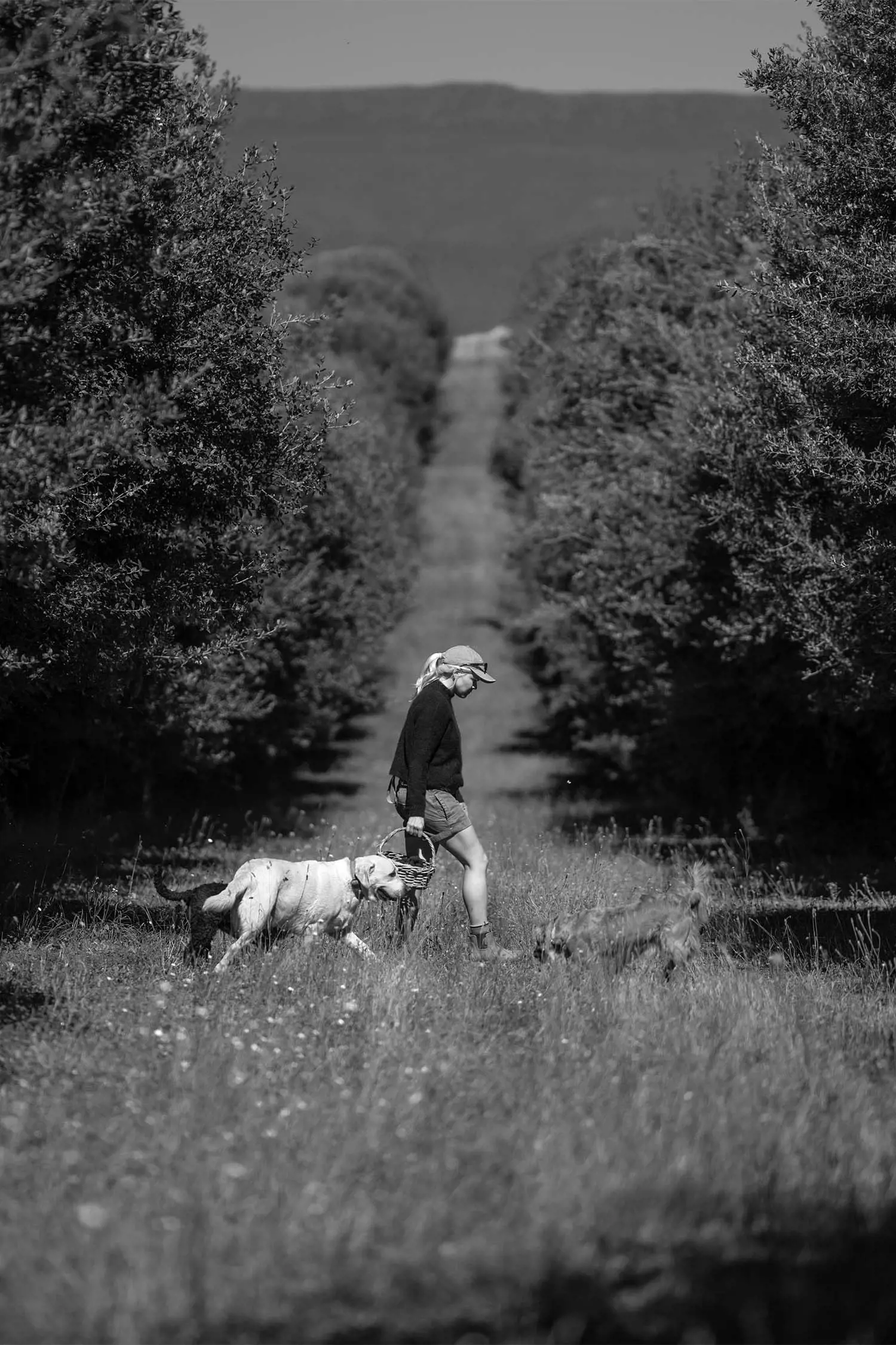 A black and white image of a woman walking two dogs through a grassy path lined with trees. She is wearing a dark sweater, shorts, and a cap, and is holding a small basket. One dog is a large white breed, and the other is smaller and brown.