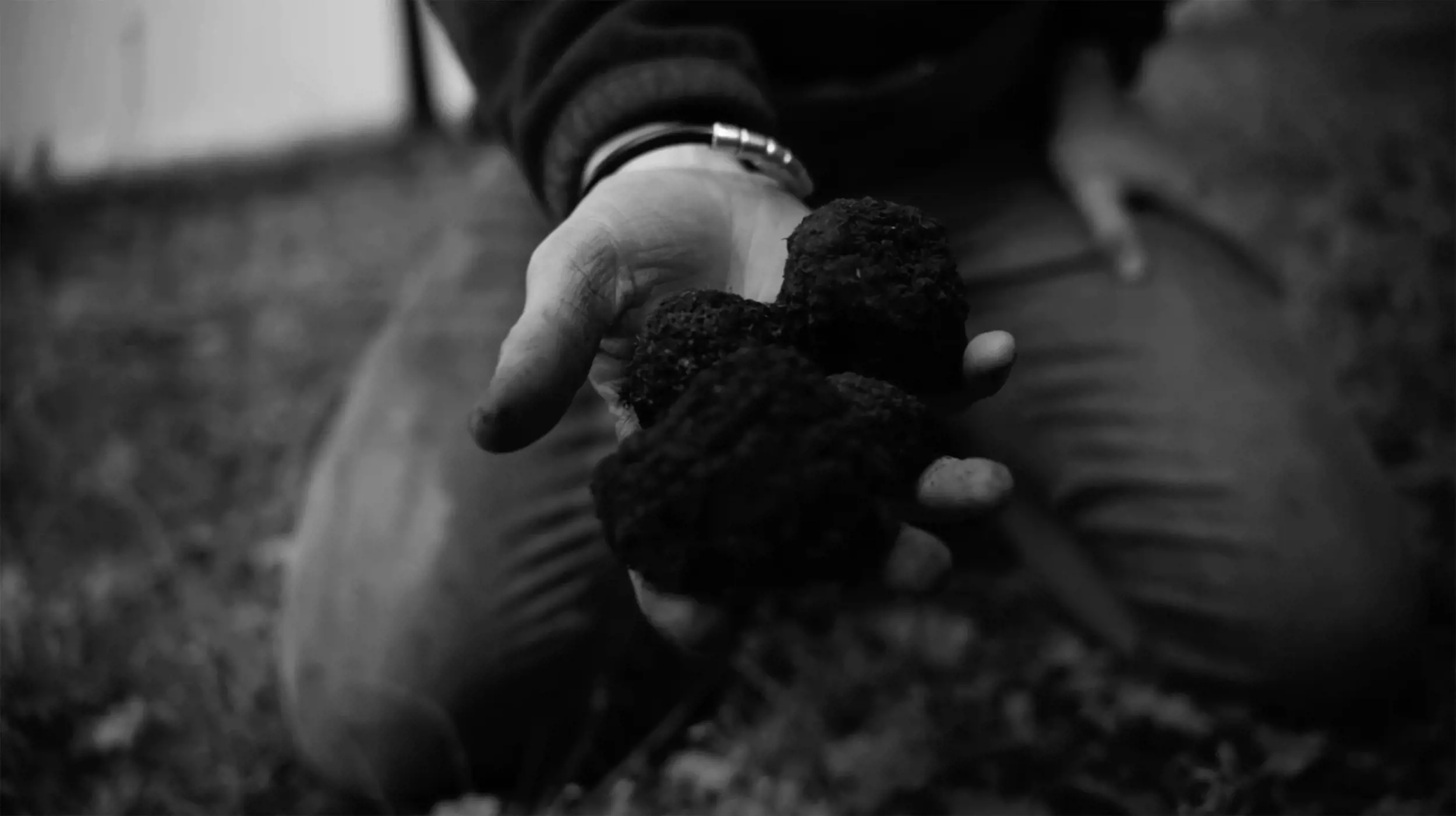 A black and white image of a person kneeling on the ground, holding up a large handful of dark earthy-looking truffles.