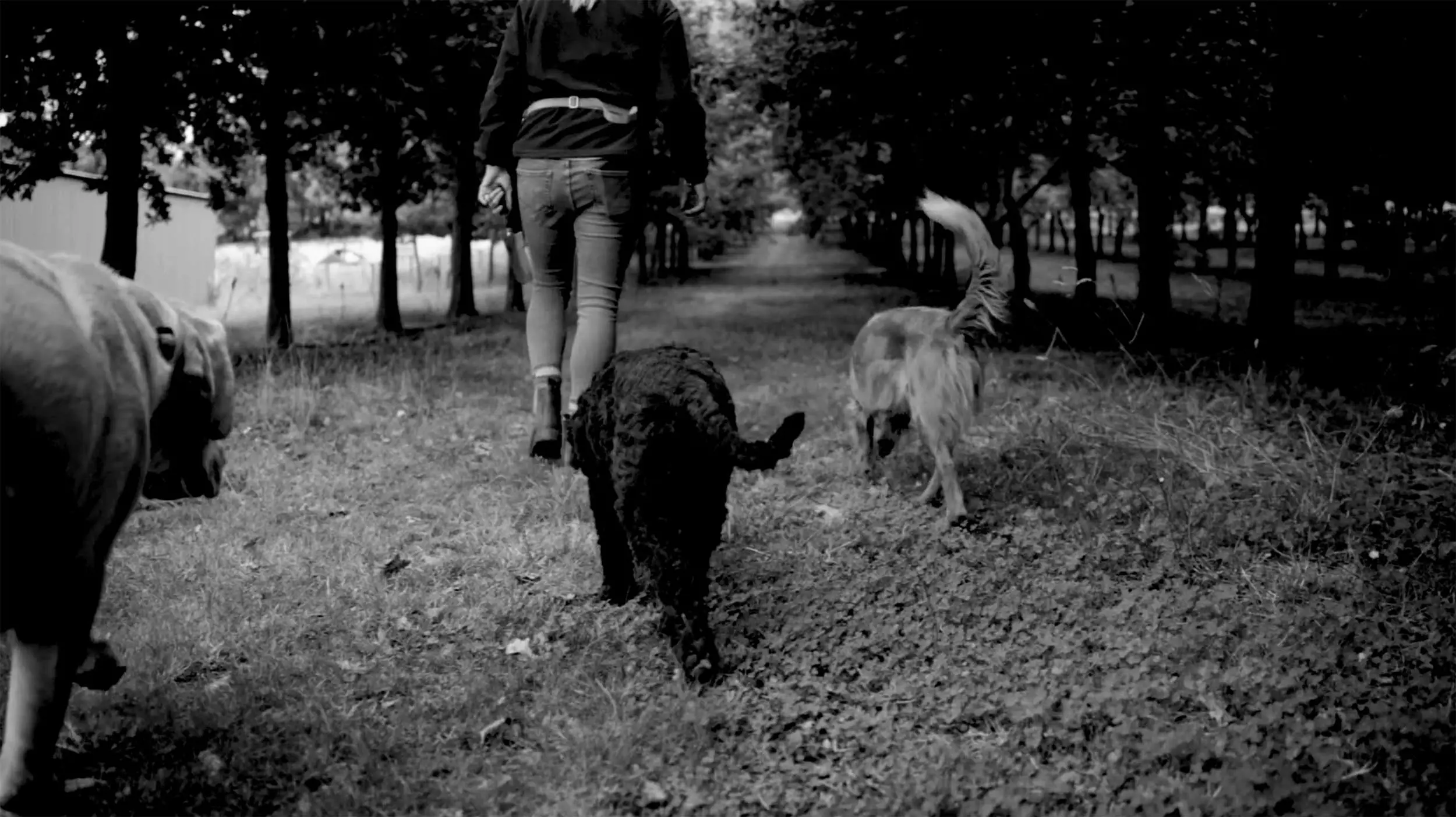 A woman holding a handful of truffles walks with 3 dogs on the grass between rows of trees on a truffle farm.