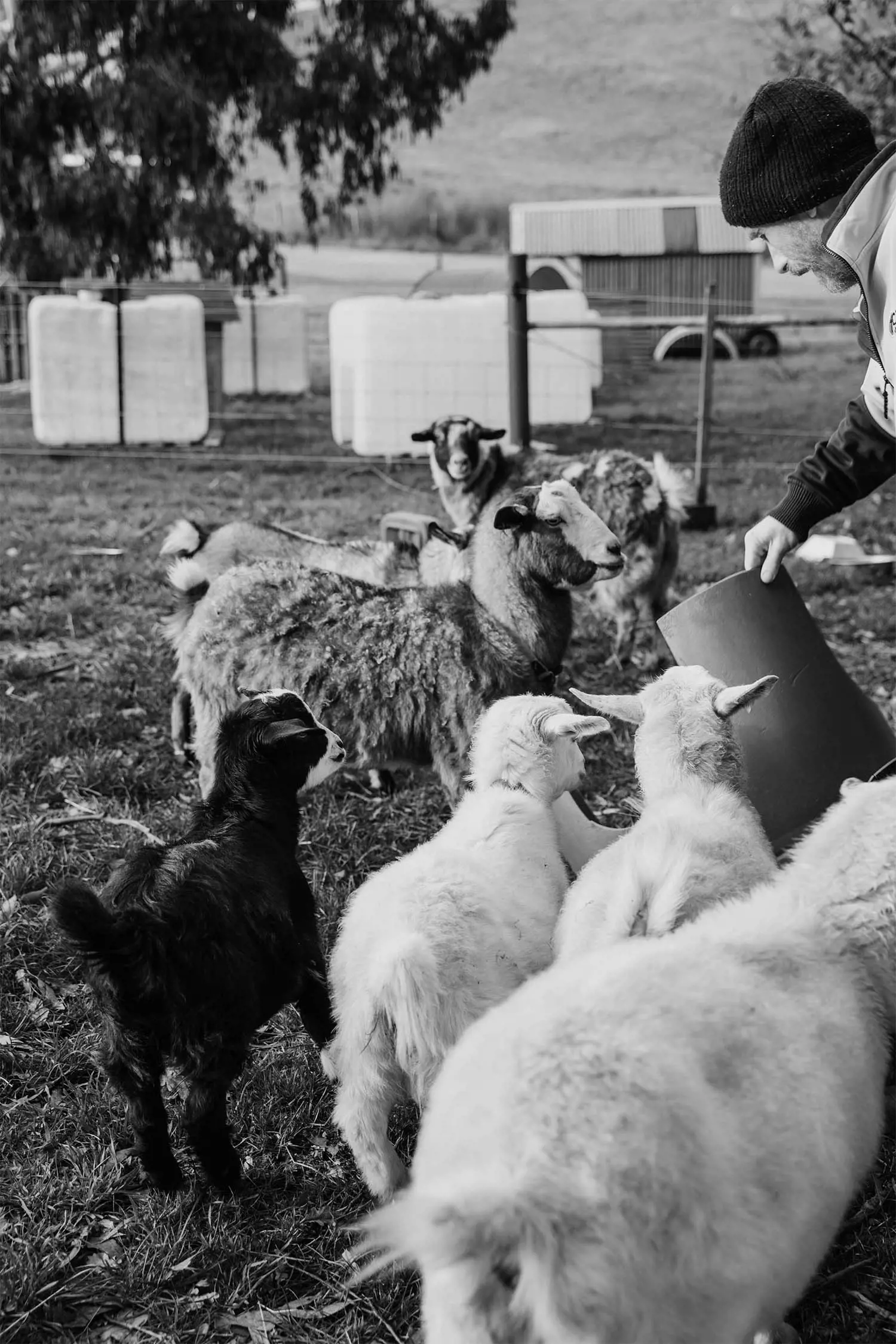 A group of goats around a person holding a feeding container, with various goats of different colors and sizes in a grassy area. The image is in black and white.