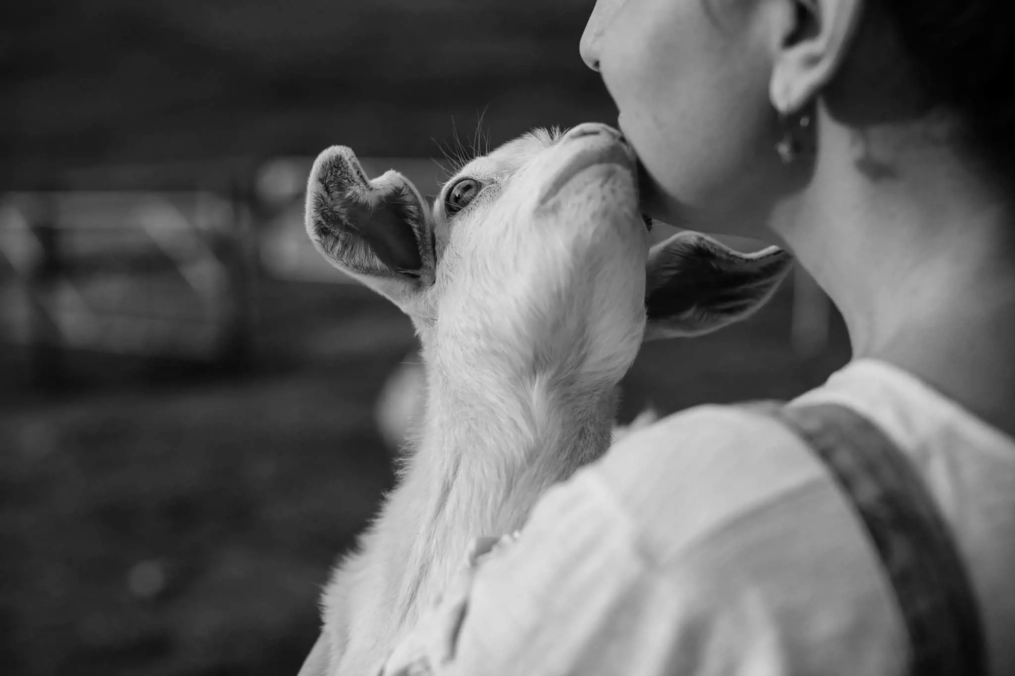 A close-up shot of a person with a goat nuzzling their face. The image is in black and white, capturing an affectionate moment.