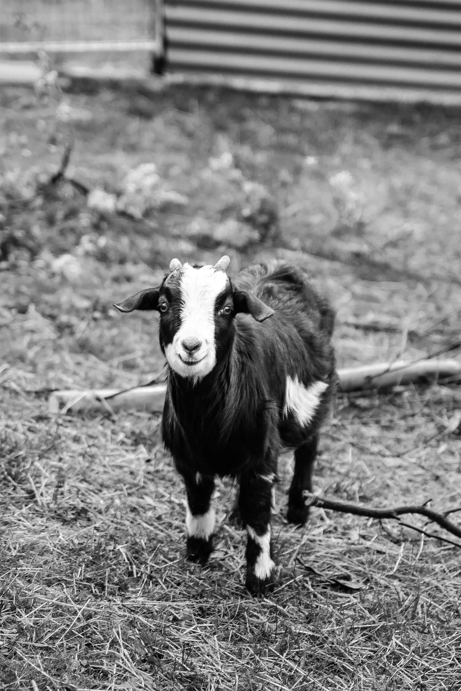 A young goat walking through grass, with its ears perked up and a curious expression. The photo is in black and white.